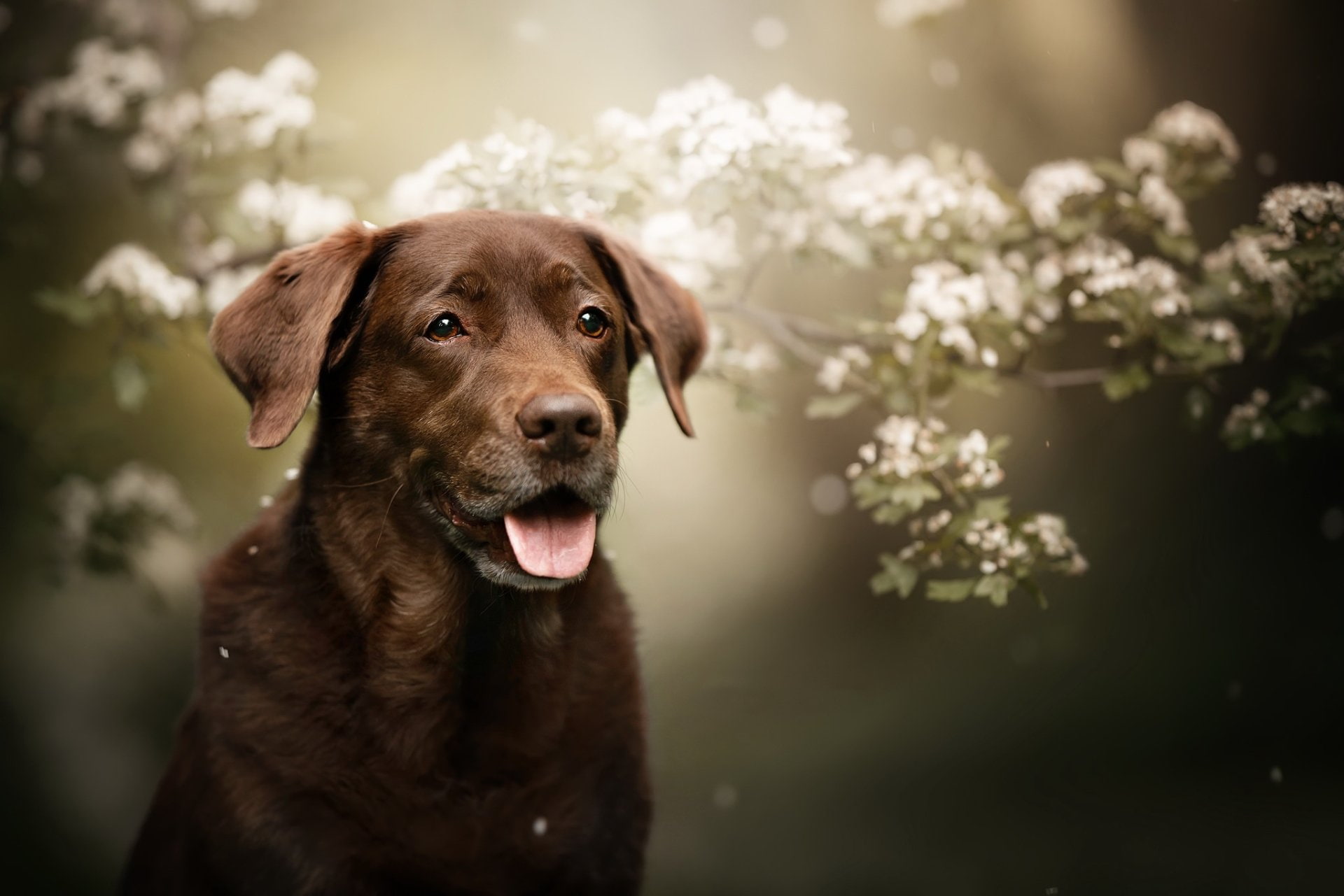 Pet, Dogs, Dog, 1080P, Chesapeake Bay Retriever, HD Wallpaper