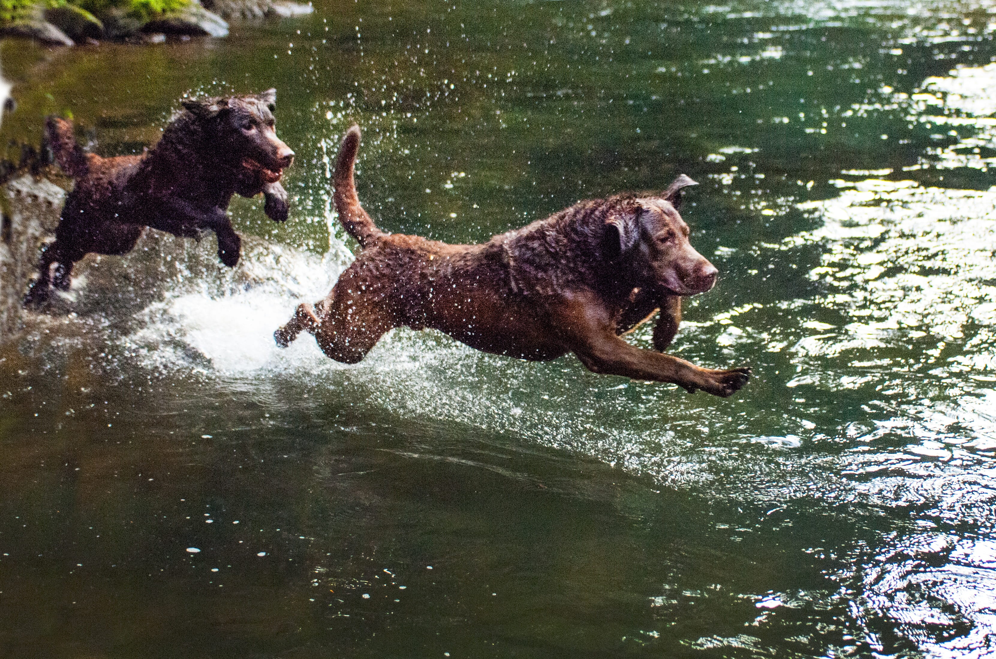 Dogs, domestic animals, nature, vertebrate, domestic, lake, Water, mouth open, dog, day, no people, waterfront, Pets, animals in the wild, river, animal, HD Wallpaper