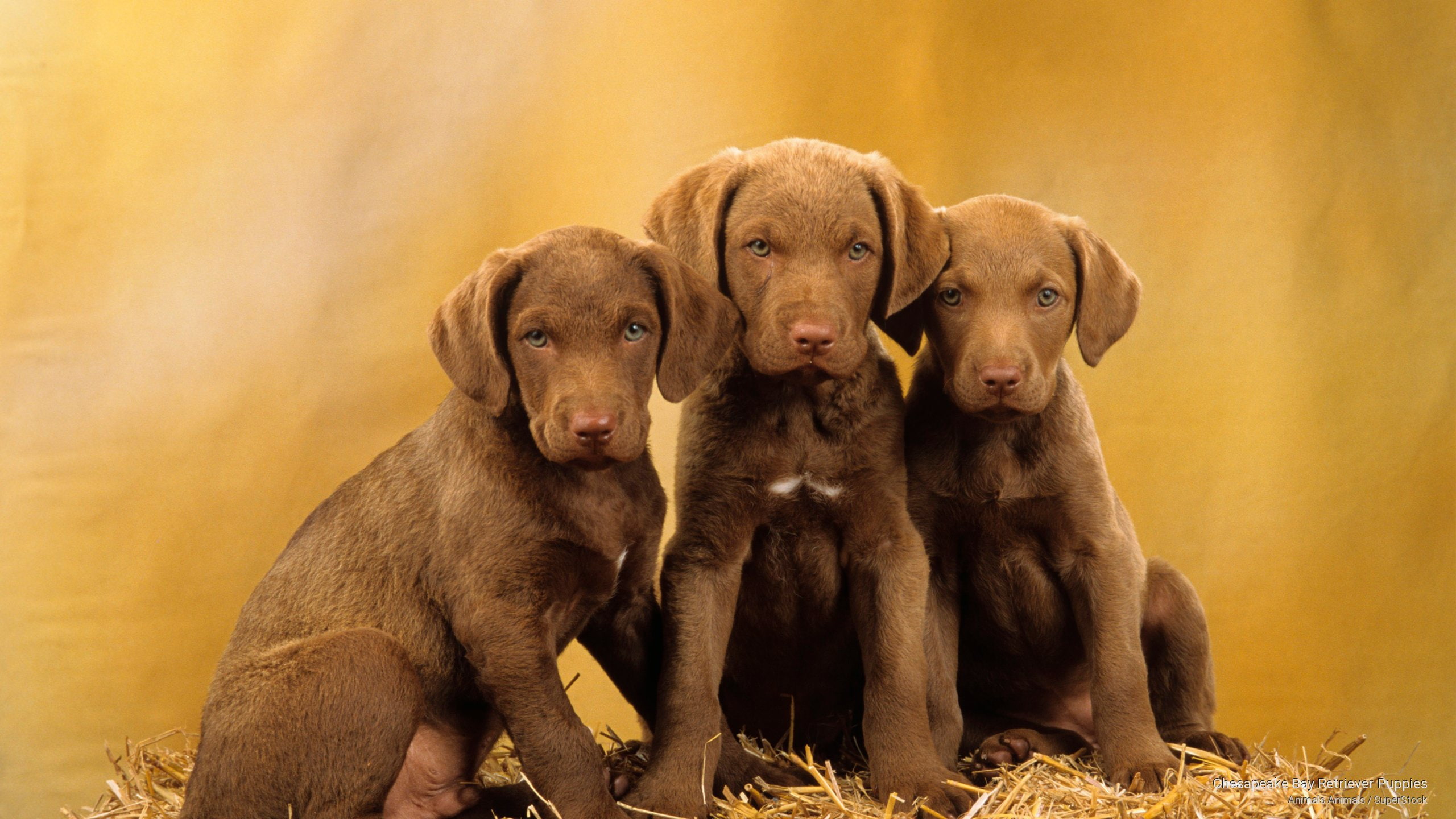 2K, retriever, chesapeake, puppies, bay, Dogs, HD Wallpaper