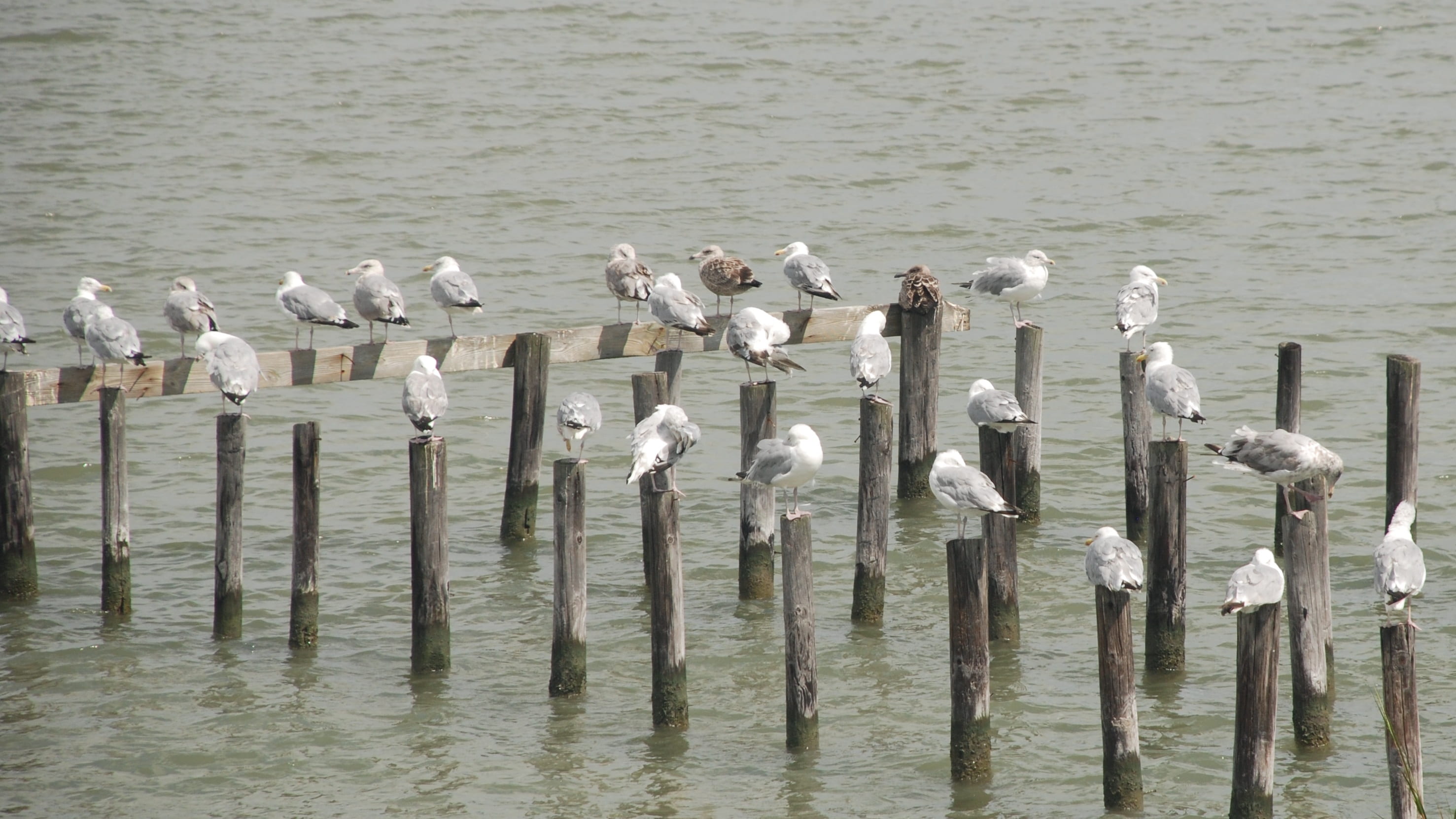 animal themes, wooden post, bird, animals in the wild, group of animals, no people, bay, water, animal, nature, birds, vertebrate, wildlife, tangier island, HD Wallpaper