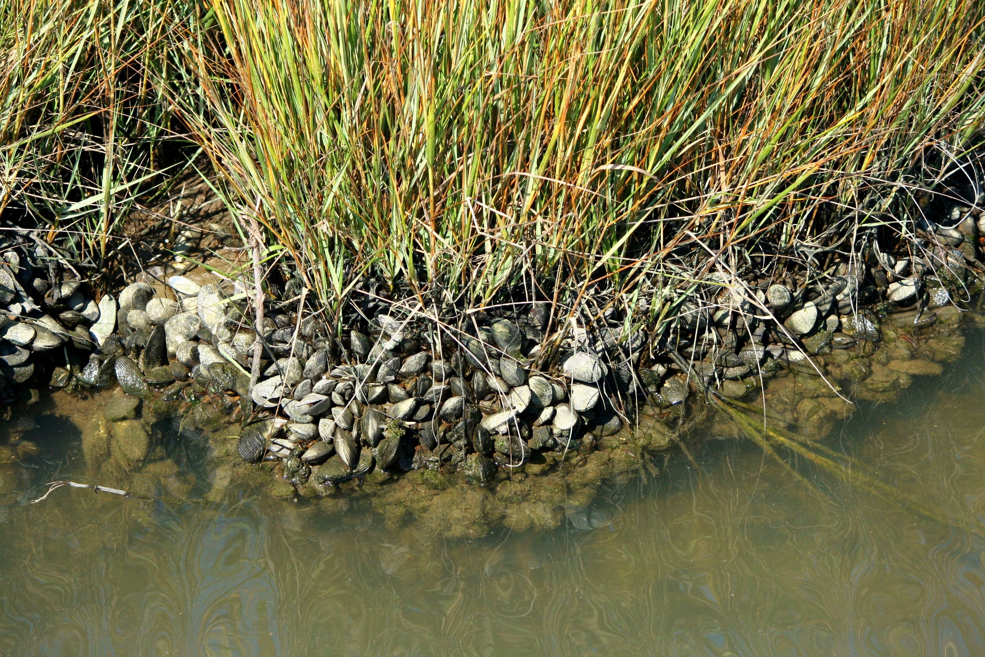 growth, 2K, plant, animal wildlife, mollusk, rock, lake, nature, shallow, mussels, no people, high angle view, low tide, oysters, solid, barnacles, animal, HD Wallpaper