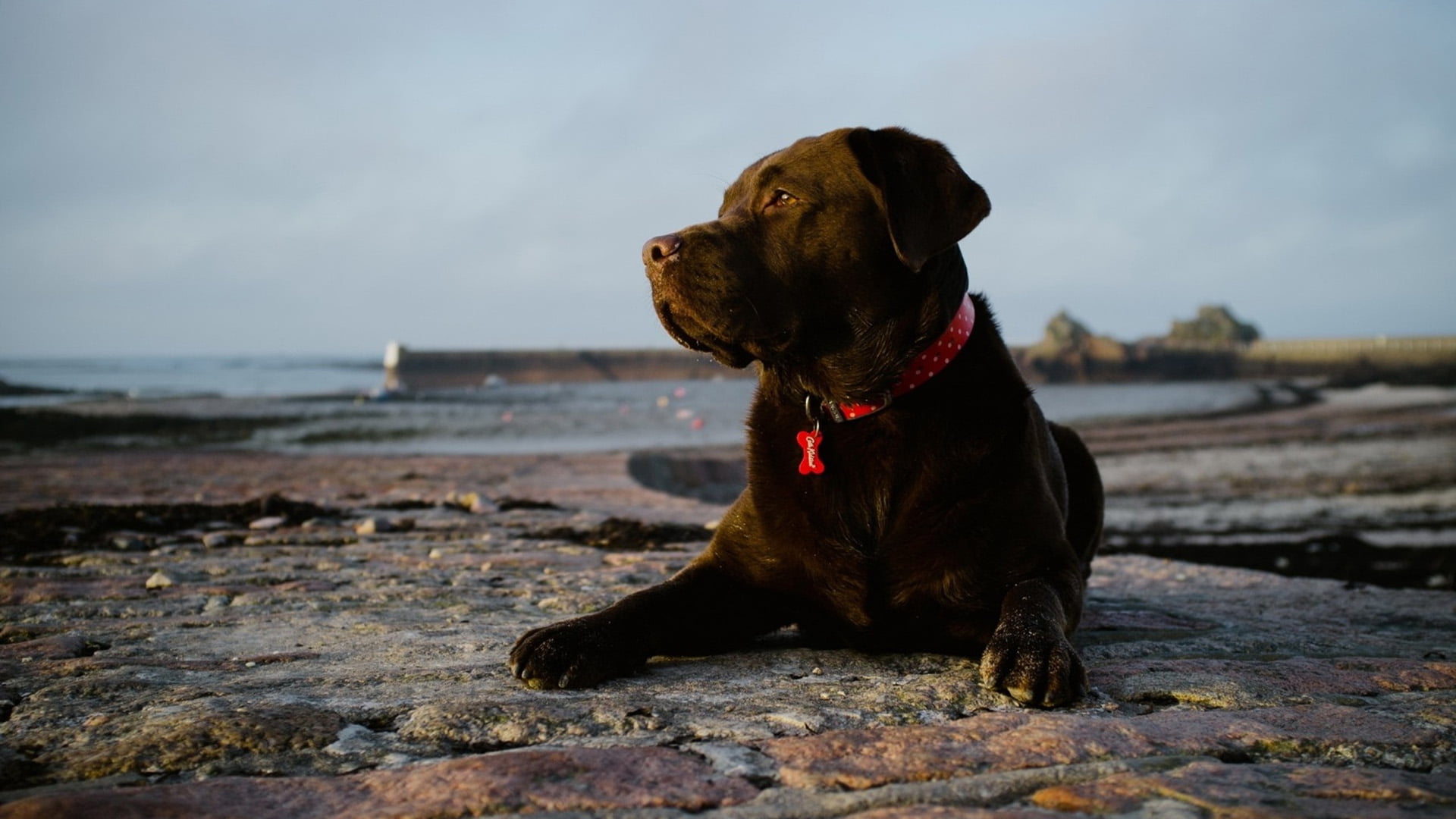 no people, domestic, looking, looking away, sitting, labrador retriever, sea, 1080P, domestic animals, outdoors, chesapeake bay retriever, cute, adorable, HD Wallpaper