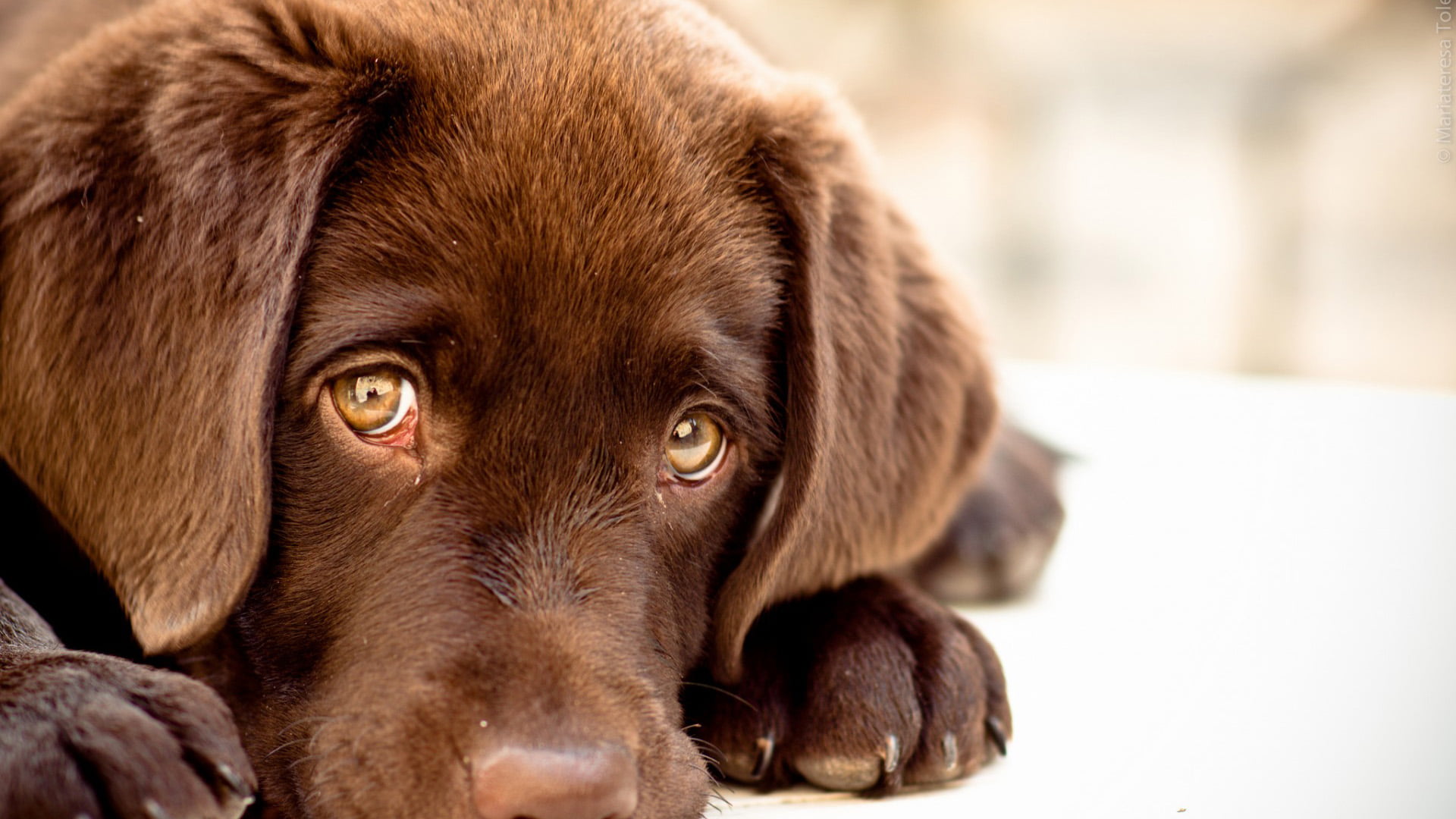 one animal, chesapeake bay retriever, no people, sporting dog, pets, canine, dog, animals, domestic animals, adorable, hunting dog, relaxation, close-up, HD Wallpaper