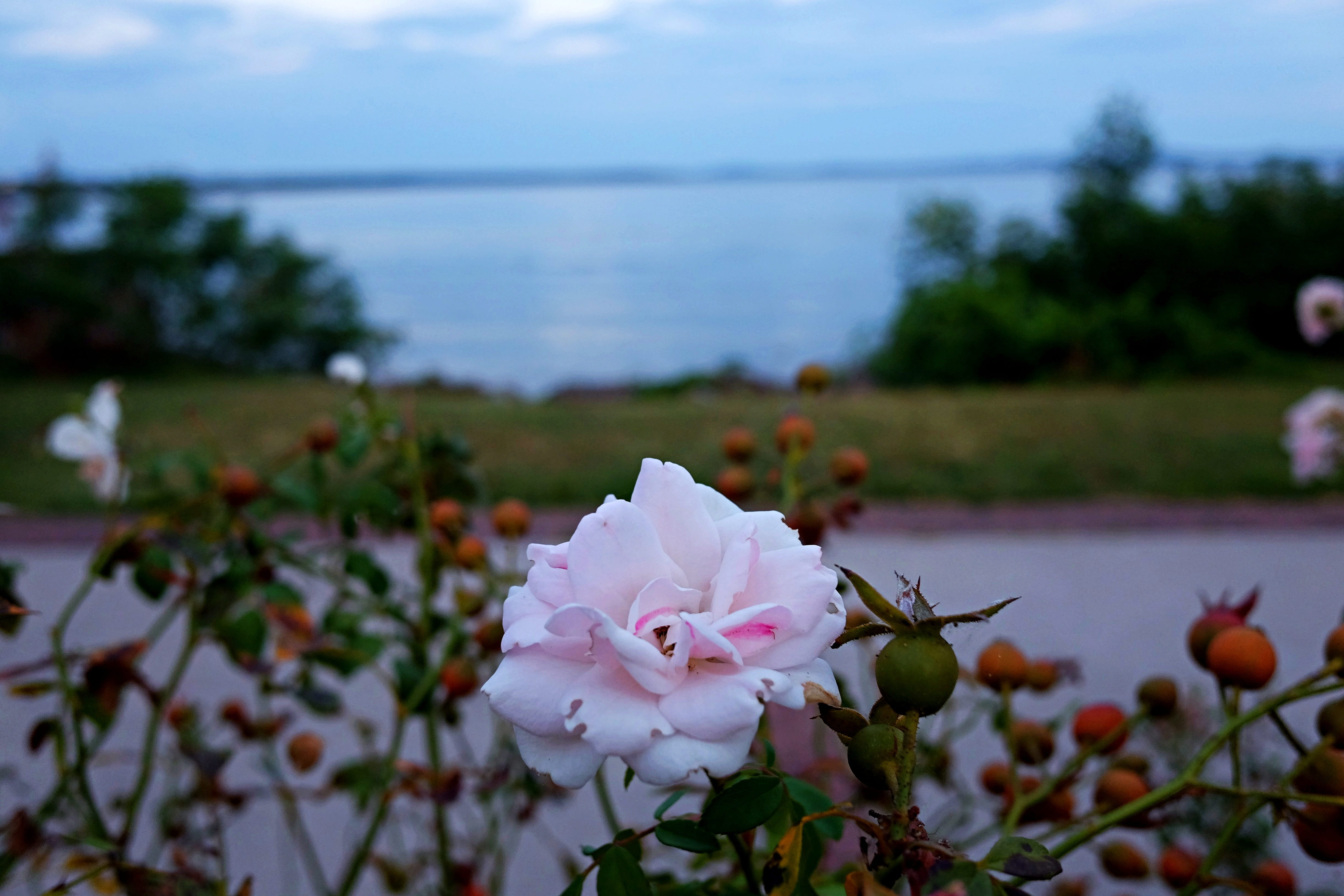 water, vulnerability, no people, springtime, outdoors, lake, freshness, pink, susquehanna river, growth, rose, blossom, flowering plant, chesapeake bay, HD Wallpaper