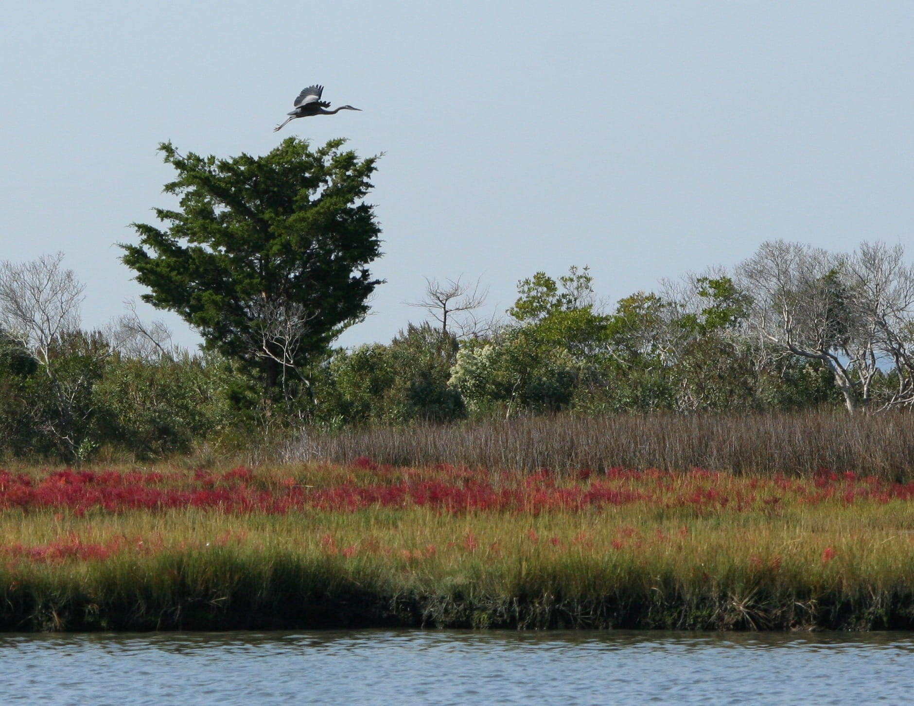 scenics - nature, growth, blue heron, flying, scenics, National Park, animal themes, sky, assateague, Marsh, landscape, water, grass, beauty in nature, HD Wallpaper