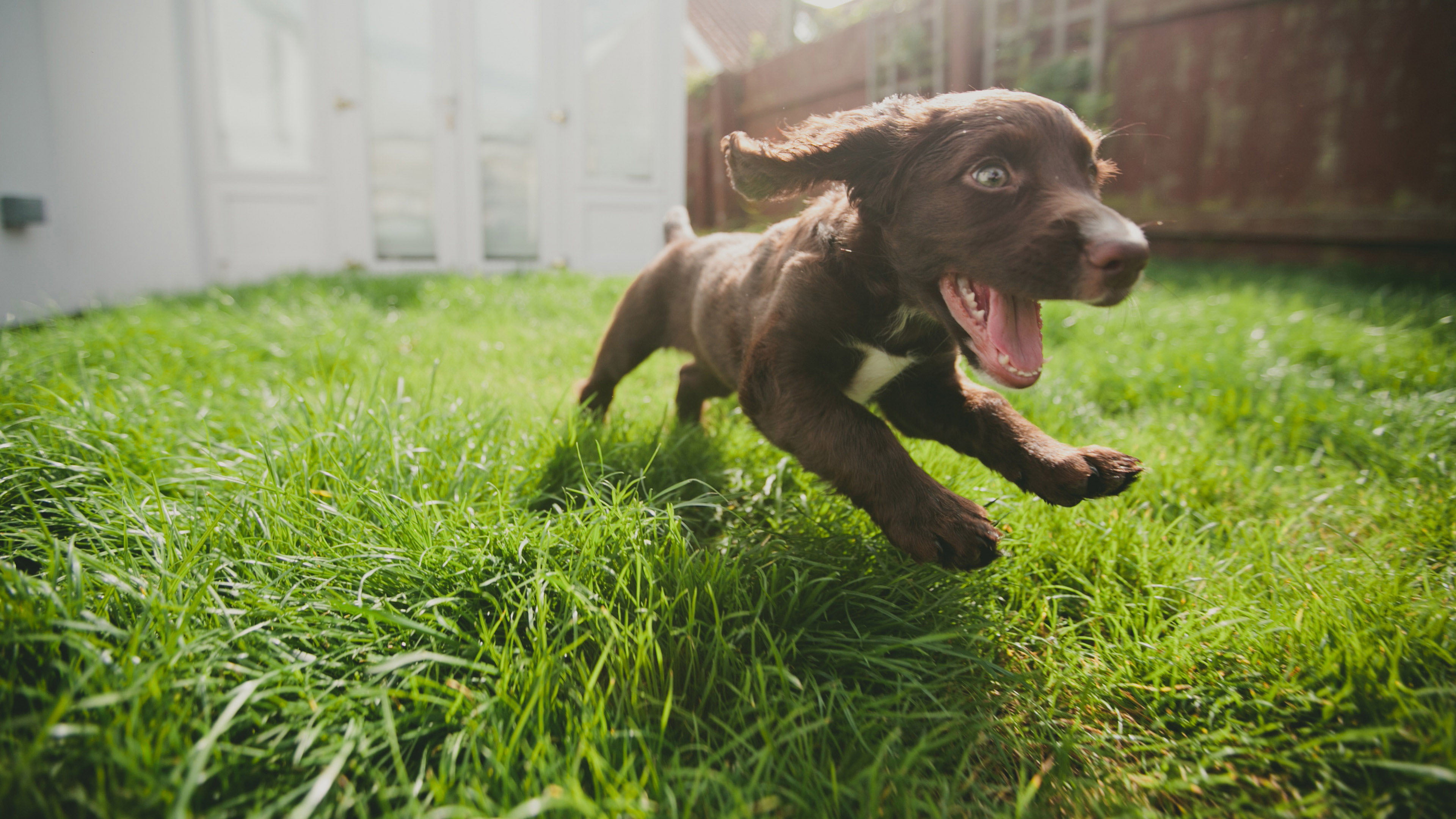 pedigree, purebred, field, friendship, green color, day, cute, grass, plant, one animal, studio, selective focus, brown, animal themes, outdoors, chesapeake bay retriever, HD Wallpaper