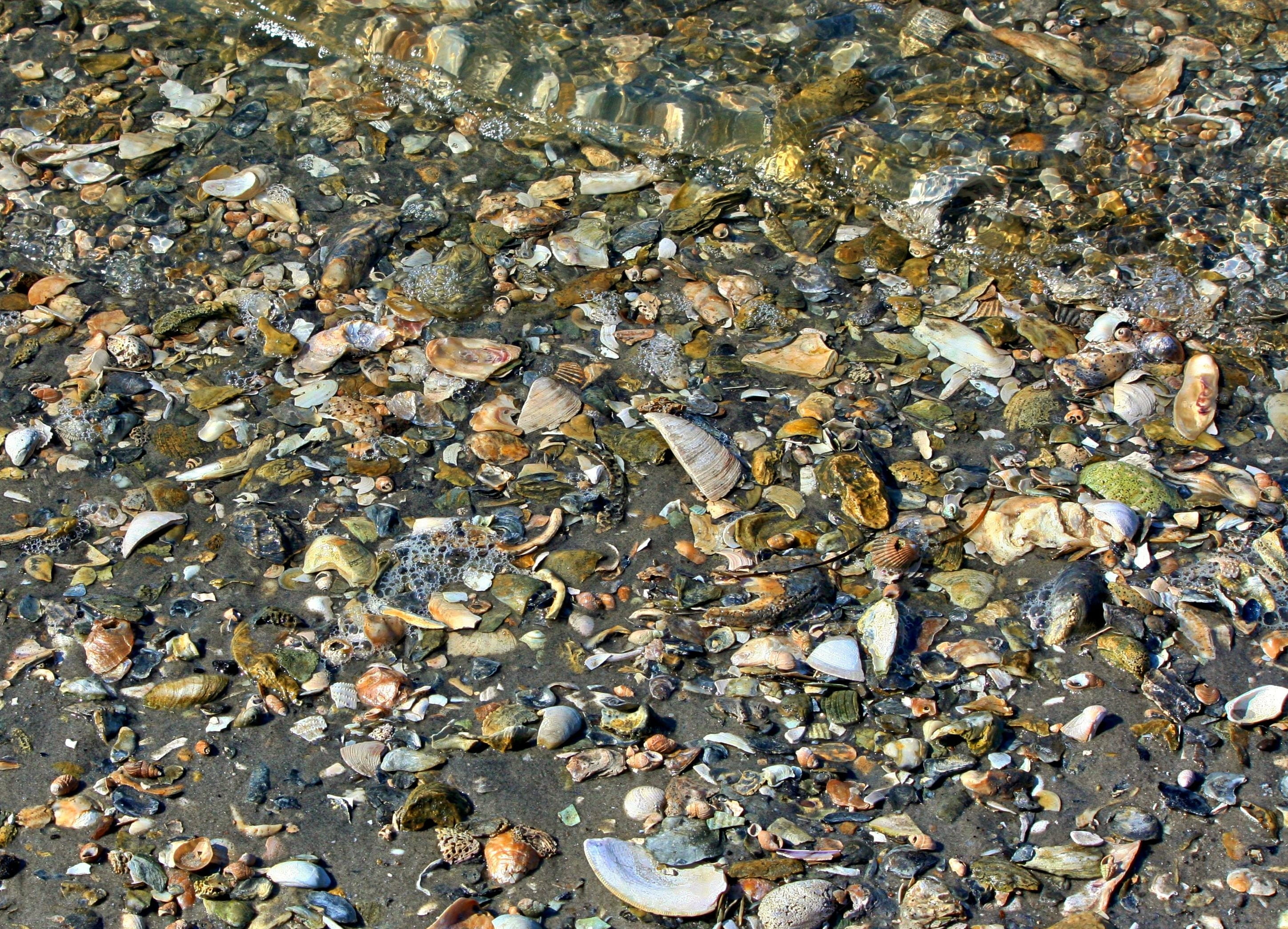 no people, chesapeake bay, beach, abundance, rock - object, land, pebble, shoreline, water, outdoors, animal wildlife, shallow, sand, leaves, rock, transparent, HD Wallpaper
