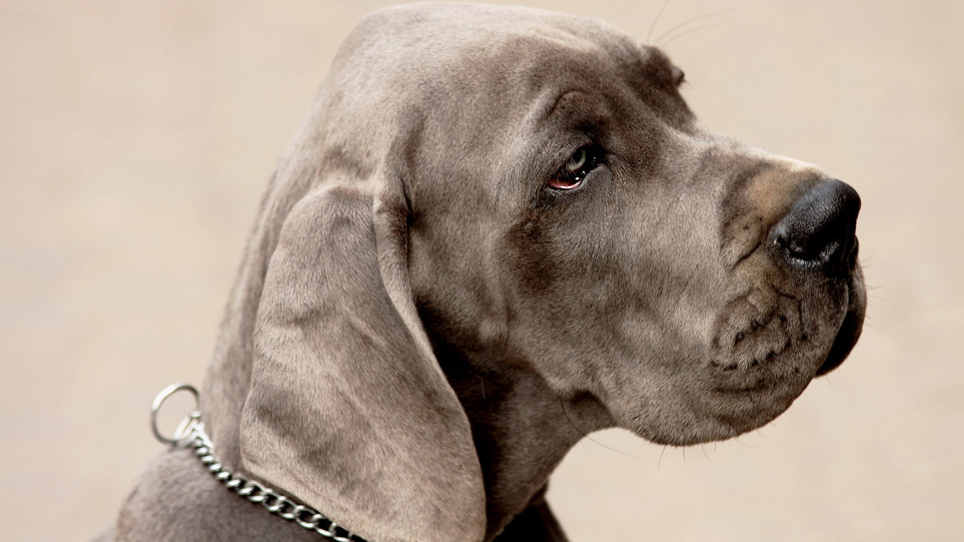 chesapeake bay retriever, no people, side view, 1080P, animal, sporting dog, weimaraner, retriever, animal head, focus on foreground, profile view, domestic, HD Wallpaper