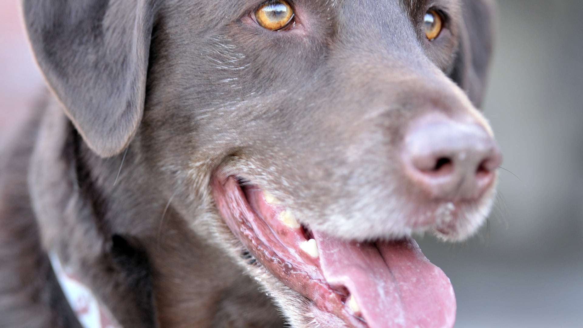 chesapeake bay retriever, person, animal nose, 1080P, panting, pets, canine, no people, cute, hunting dog, animal, sporting dog, animal eye, animal themes, HD Wallpaper