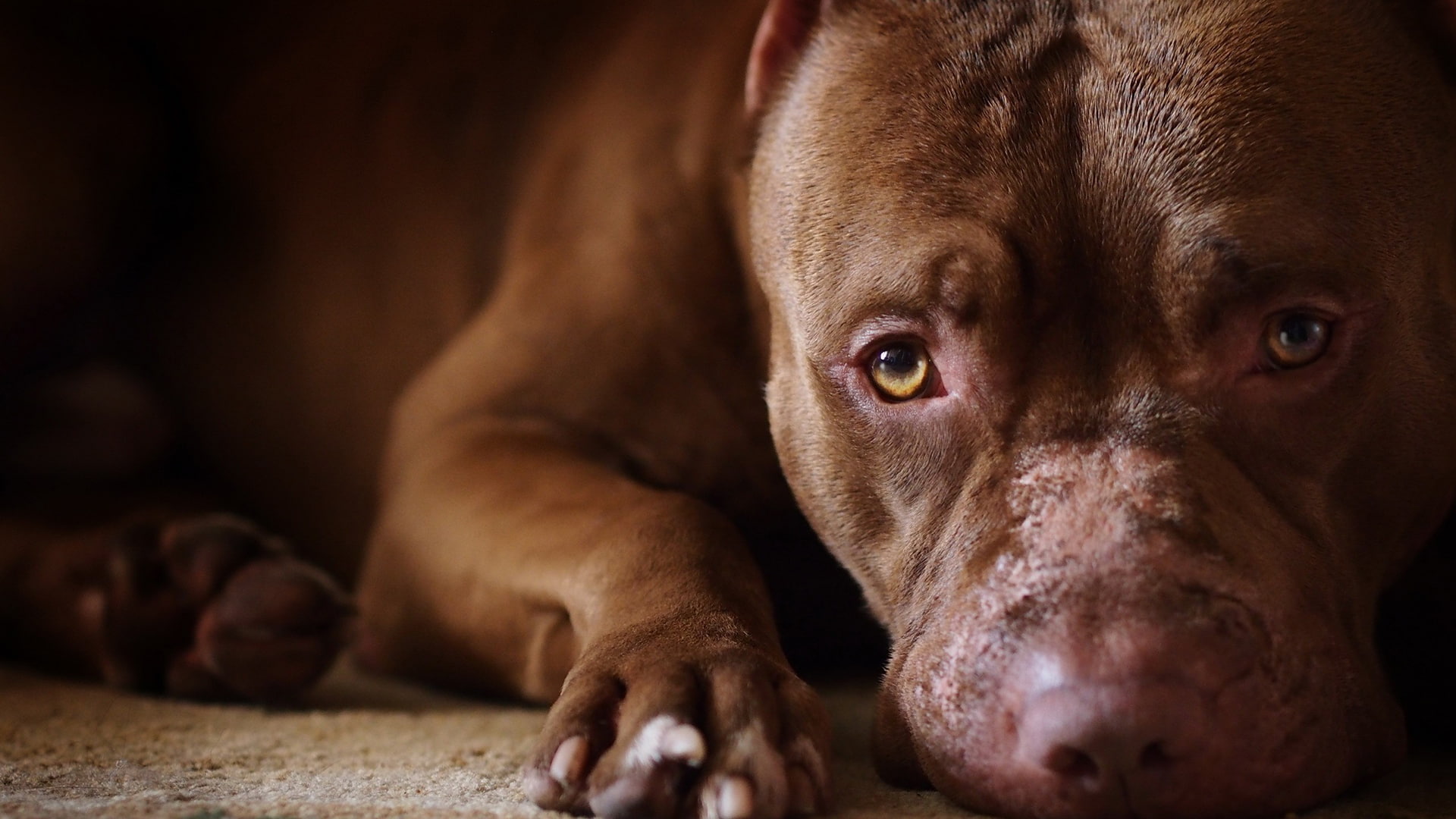 weimaraner, vizsla, pet, hunting dog, retriever, chesapeake bay retriever, animals, animal, hound, redbone, canine, dog, 1080P, pointer, sporting dog, HD Wallpaper