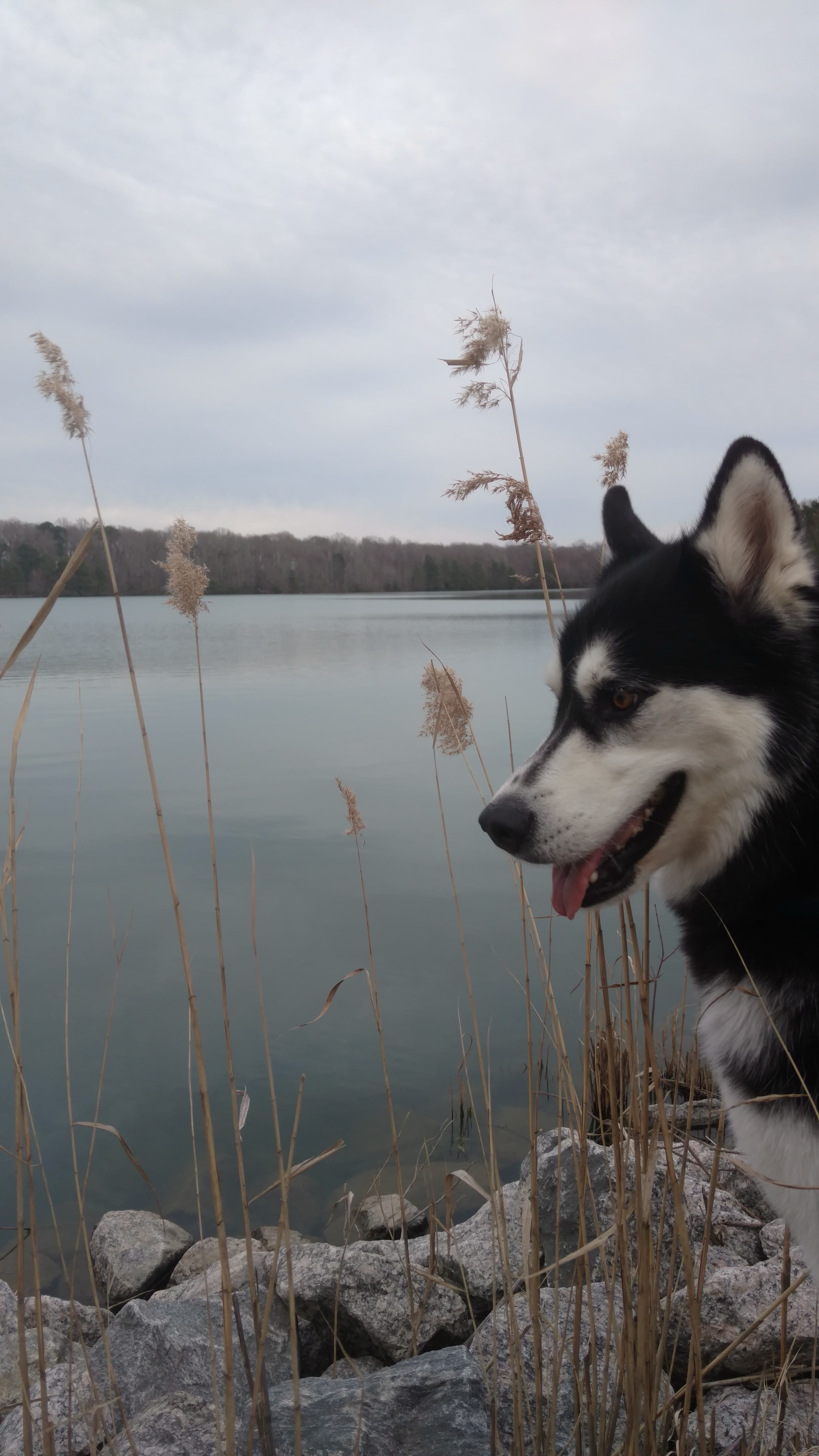 chesapeake, mammal, no people, animal, day, domestic, nature, sky, water, plant, pets, 5K, looking away, one animal, animal themes, vertebrate, oak grove lake park, Phone HD Wallpaper