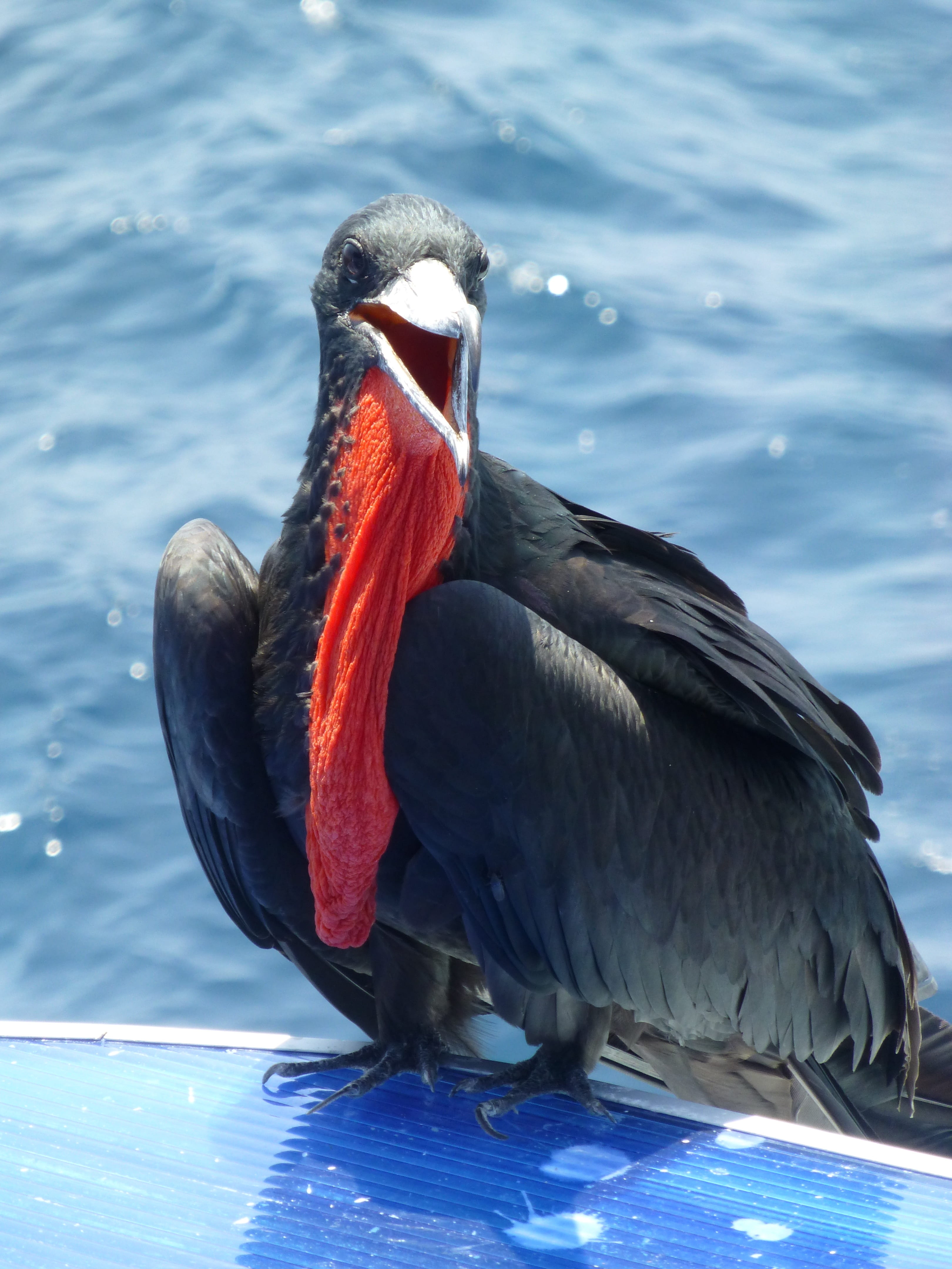 frigate, galapagos, bird, no people, perching, seabird, frigate bird, animals in the wild, ecuador, 4K, zoology, close-up, red, animal, vertebrate, day, Phone HD Wallpaper