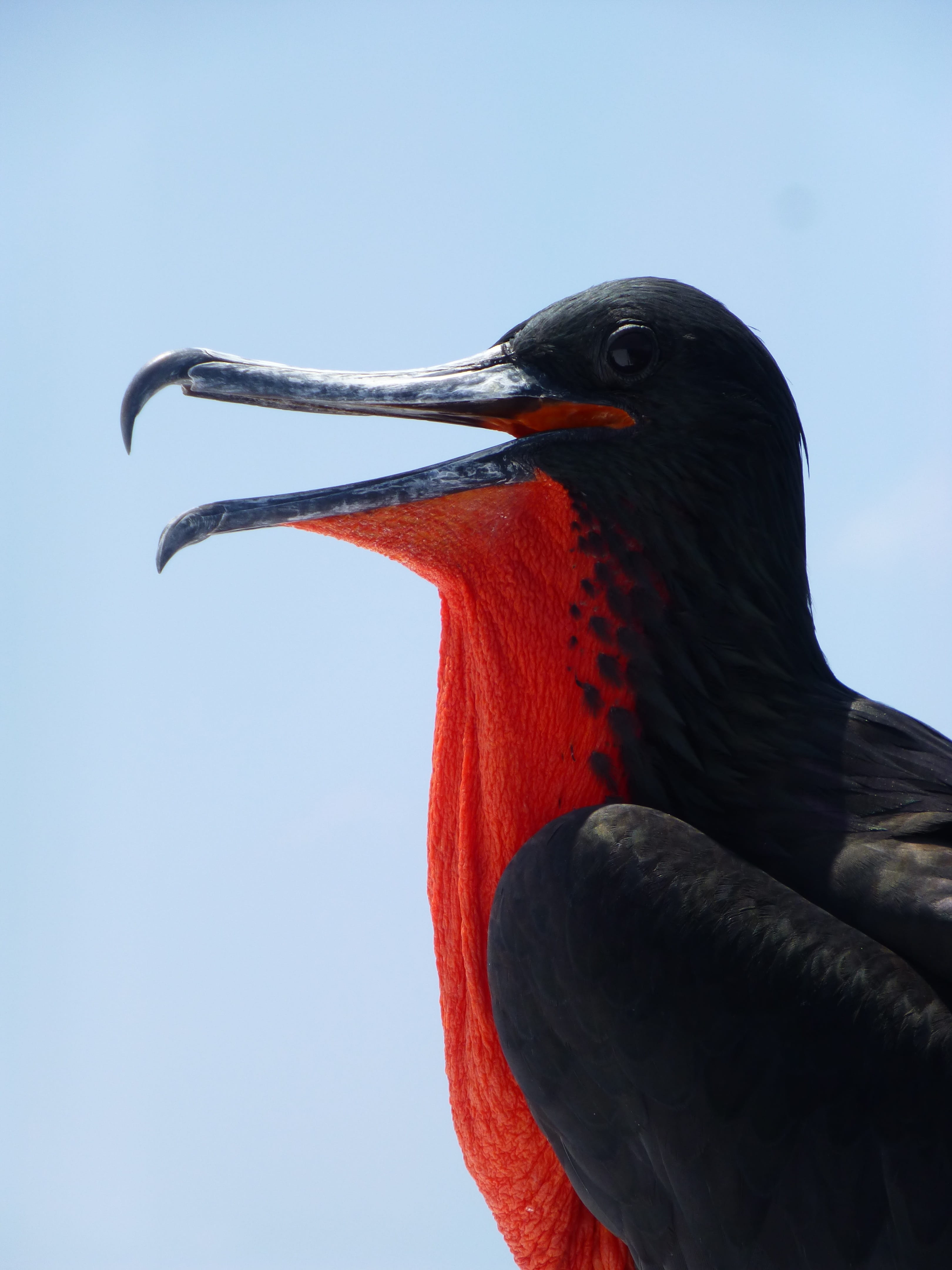 animal, nature, vertebrate, profile view, bird, galapagos, looking away, black color, outdoors, close-up, animal wildlife, red, animal themes, one animal, Phone HD Wallpaper
