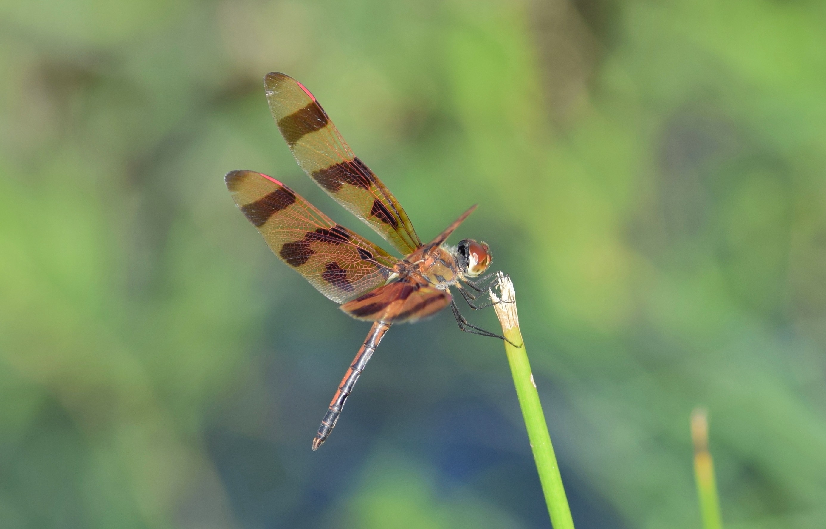plant, one animal, dragonfly, beauty in nature, focus on foreground, day, arthropod, pollination, flower, animals in the wild, flying insect, insect, halloween pennant, HD Wallpaper