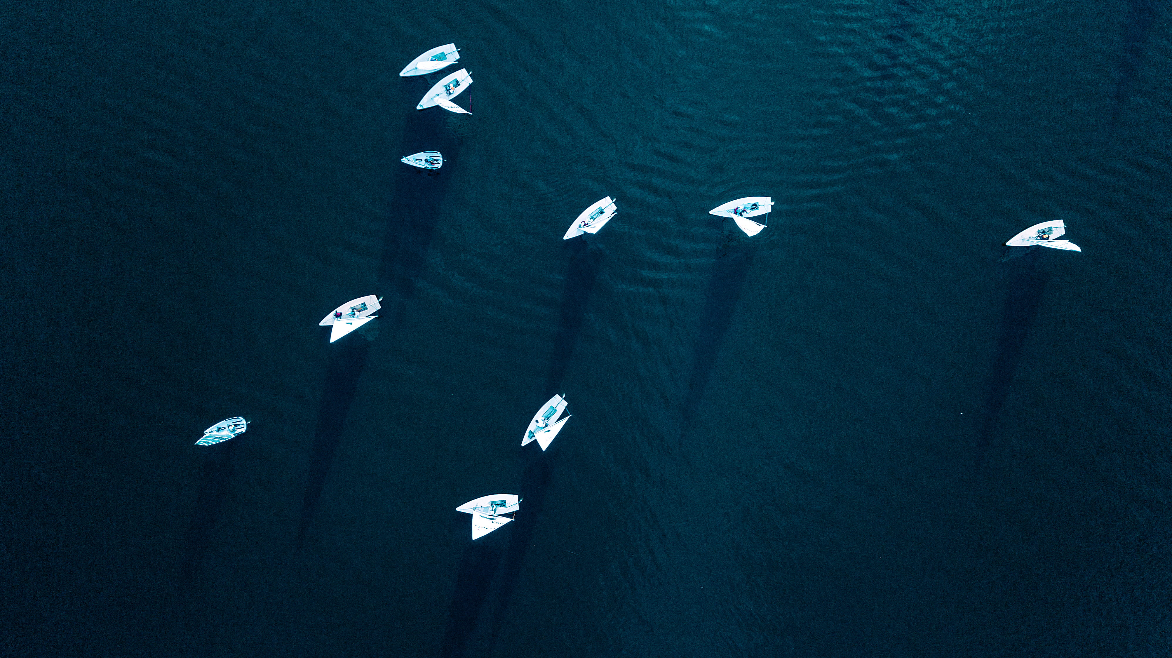 animal themes, 529 e gilbert dr, animal, nature, group of animals, animals in the wild, large group of animals, drone, daytime, seagull, marine, symbol, HD Wallpaper