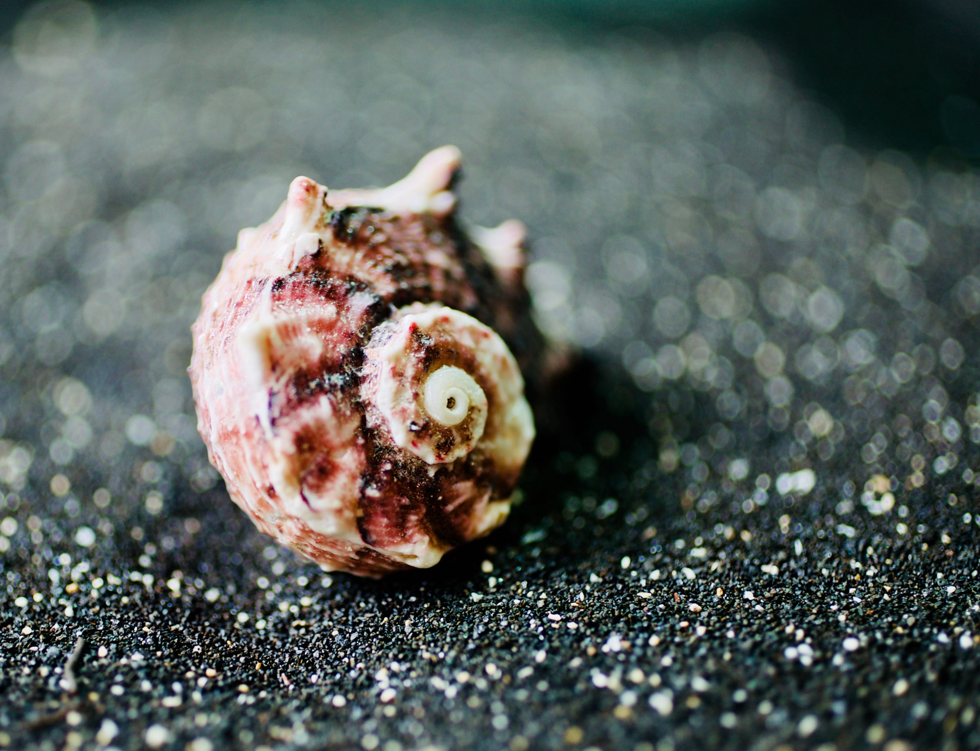 food and drink, photo, black sand, animal, single object, still life, animal shell, seashell, macro, shellfish, hermit crab, texture, close-up, blur, animal themes, HD Wallpaper