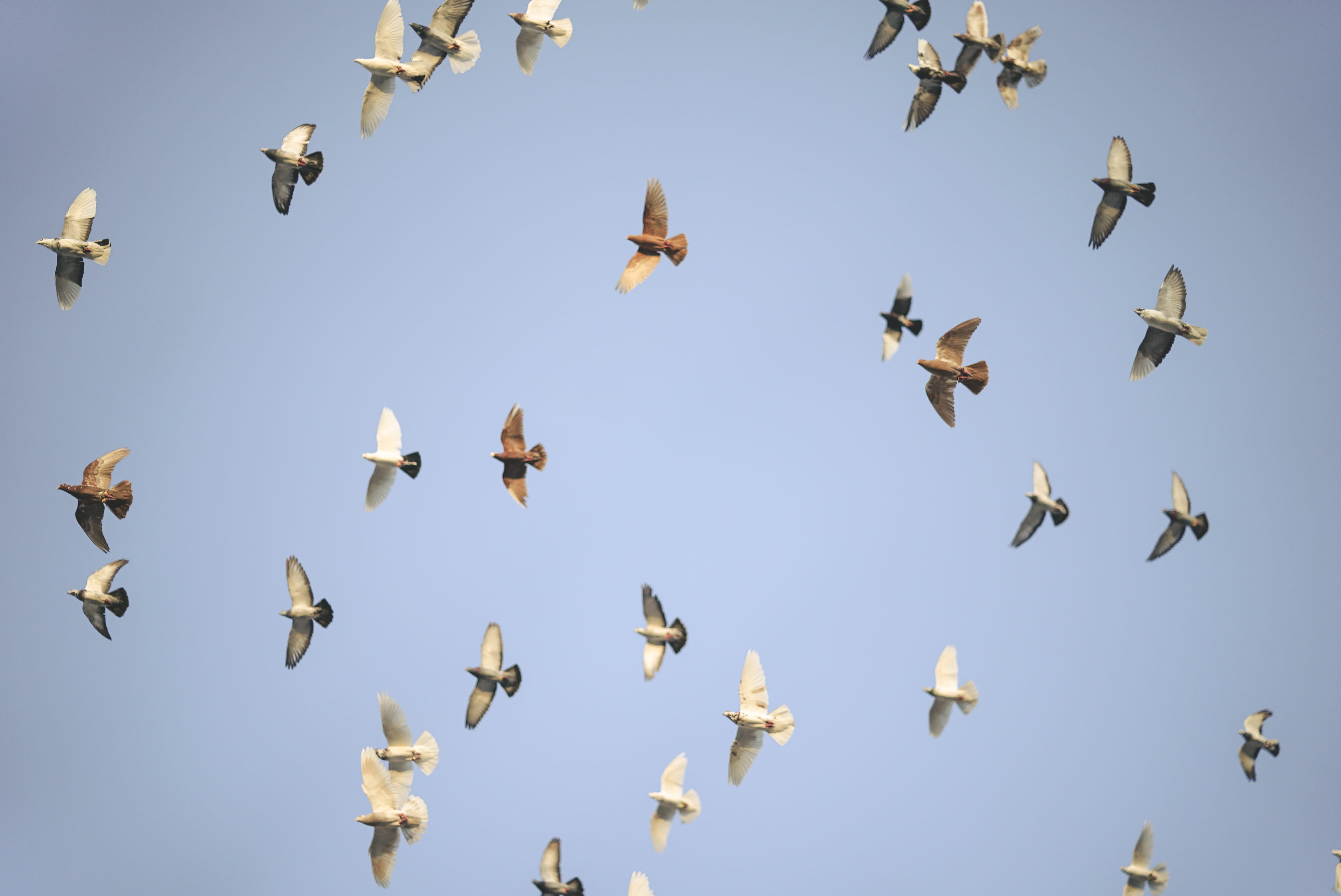 no people, flying, pigeon, group of animals, bird, flock of birds, aircraft, flock, airplane, wings, mid-air, clear sky, doves, blue, lekosa, birds, cyprus, HD Wallpaper