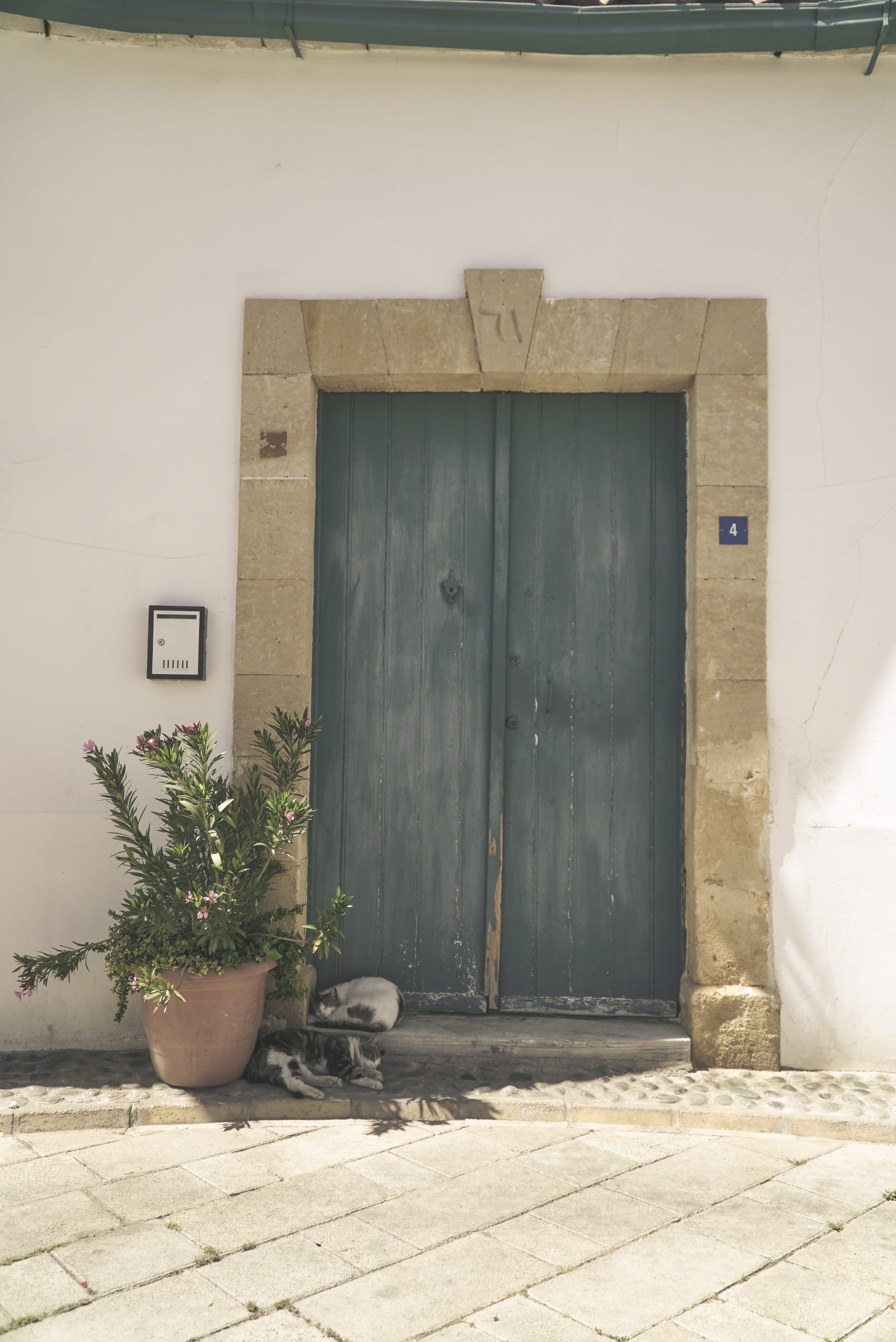 day, flower pot, north cyprus, plant, summer, sun, closed, sunlight, lefkosia, mediterranean, flagstone, doorway, ottoman, lekosia, wood - material, dogs, Phone HD Wallpaper