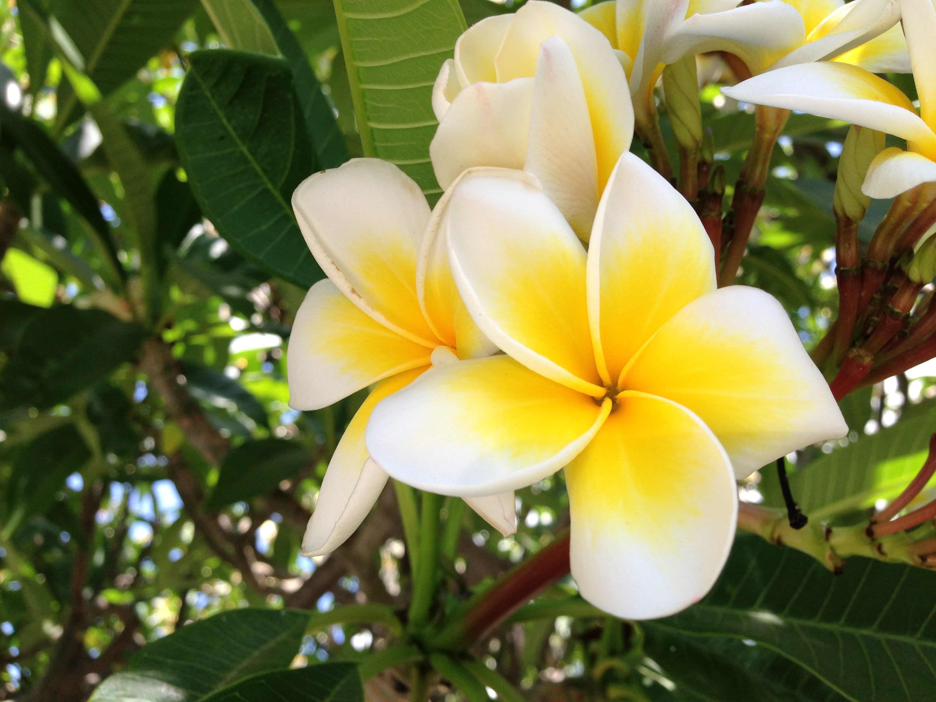 no people, fragility, petal, plant part, girne, nature, garden, close-up, 2K, day, flower, outdoors, beauty in nature, frangipani, inflorescence, growth, HD Wallpaper