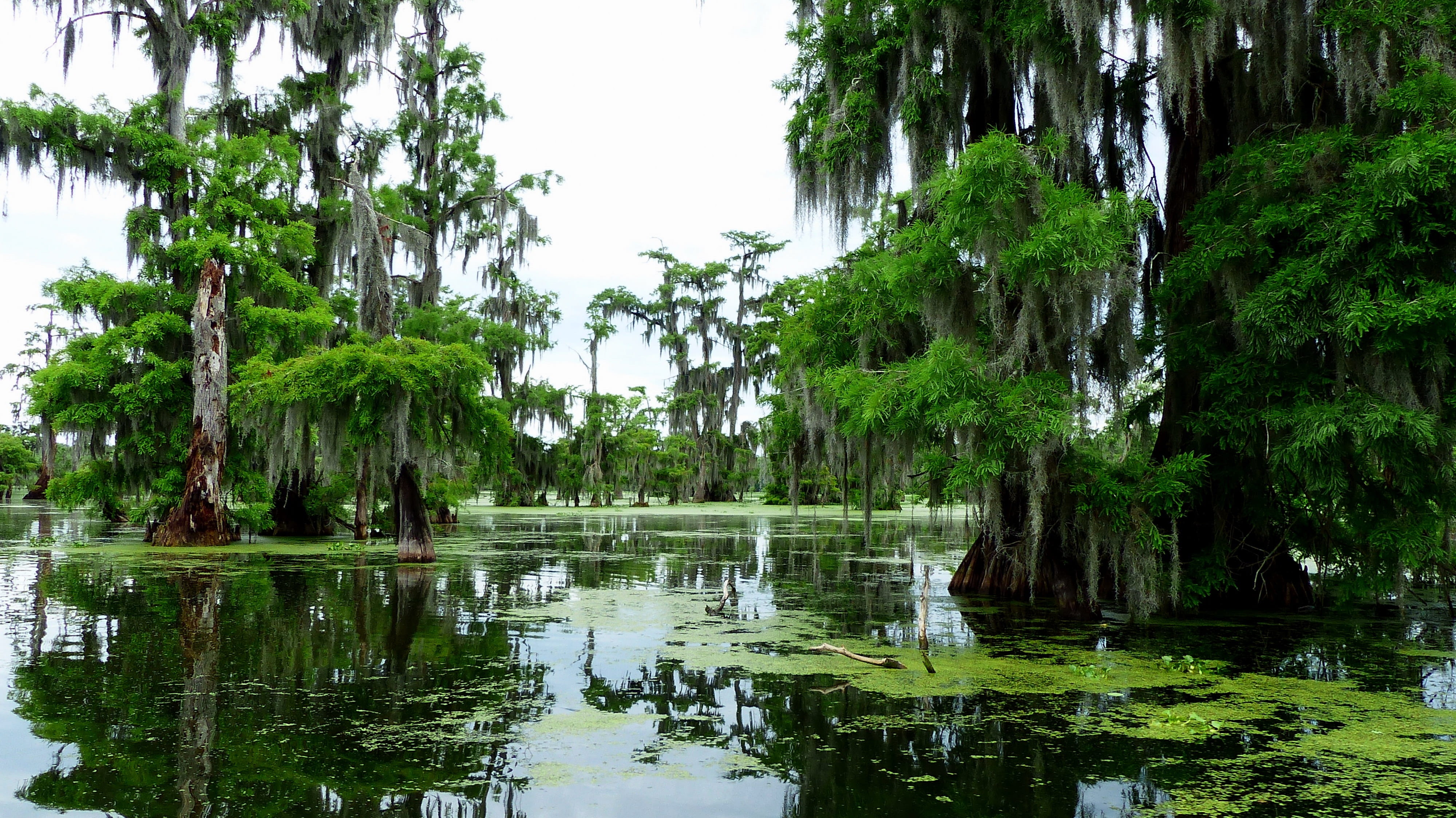 day, tranquility, tree, plants, lake, tranquil scene, reflection, park, cypress, waterfront, 4K, marsh, outdoors, louisiana, scenics - nature, beauty in nature, HD Wallpaper