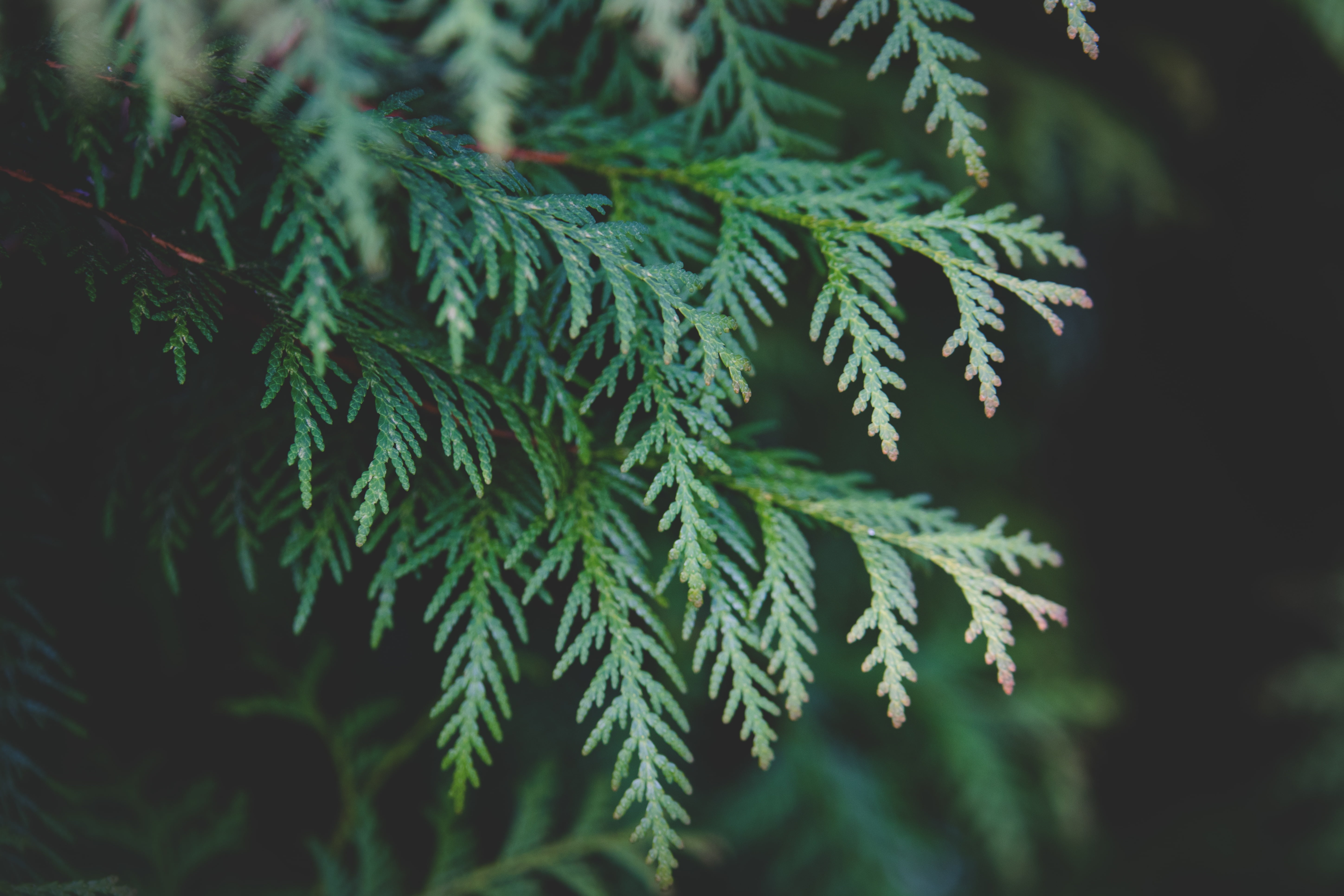 no People, close-up, outdoors, woodland, leaf, cypress, selective focus, fern, nature, green Color, abstract, growth, christmas, plants, spruce Tree, thuja, HD Wallpaper