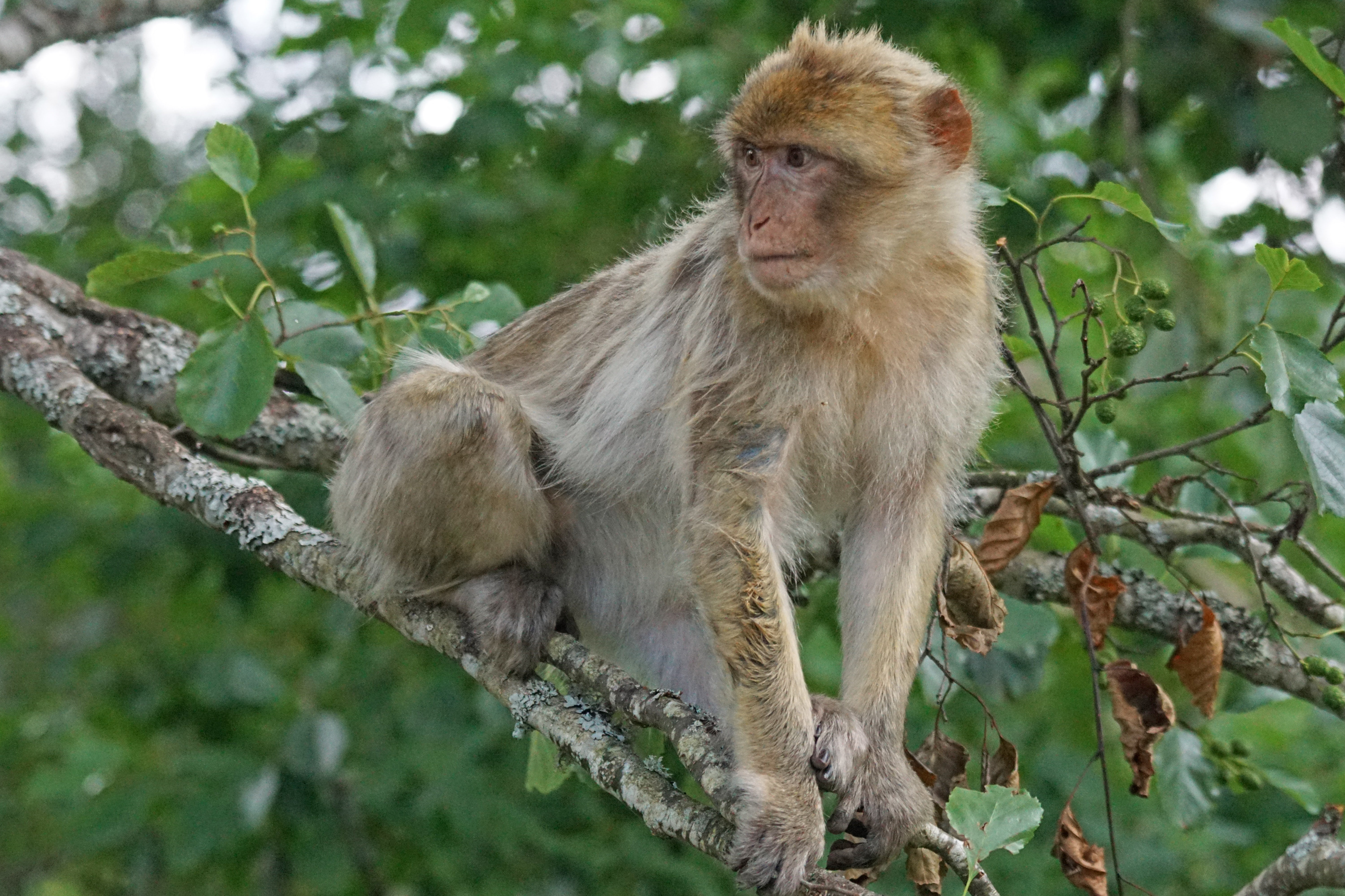 morocco, plant, animal wildlife, day, old world monkey, primate, löffingen, sitting, focus on foreground, black forest park, nature, vertebrate, looking, HD Wallpaper