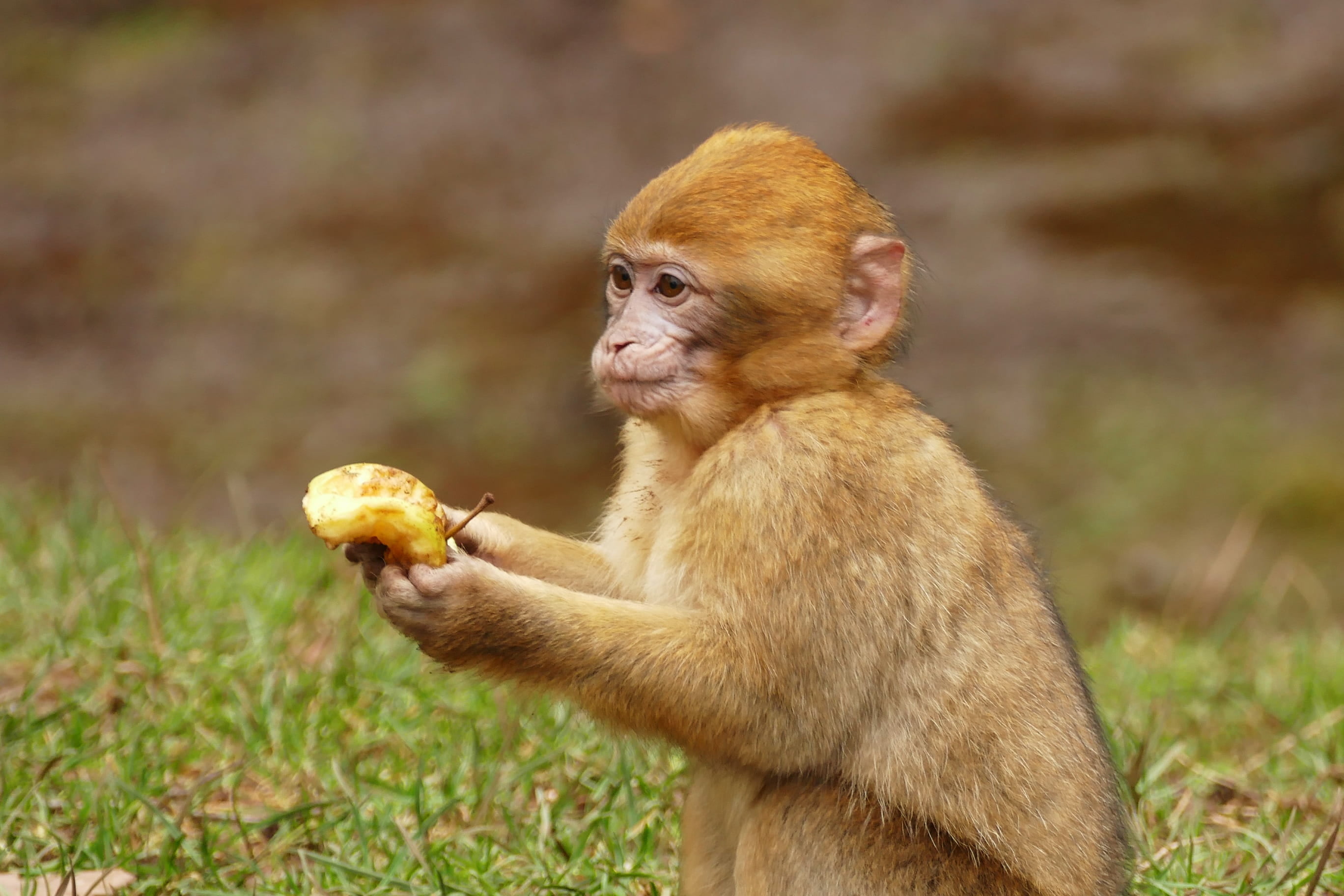 animal wildlife, hungry, africa, one animal, natural, ape, wildlife, macaque, people, banana, wild, brown, animal, sylvanus, infant, holding, food and drink, HD Wallpaper