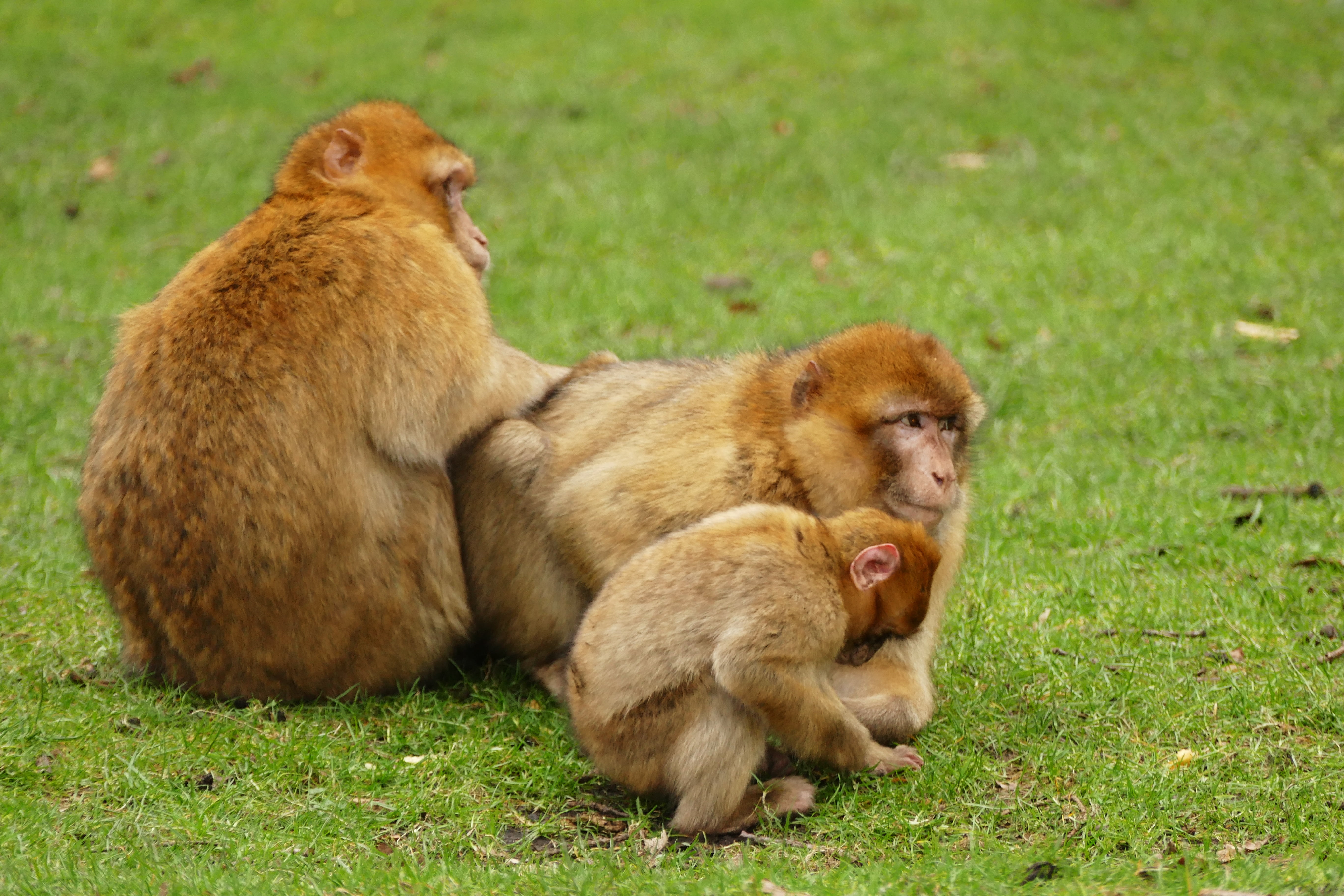 focus on foreground, animal wildlife, macaque, field, animals in the wild, morocco, 5K, barbary macaque, young, brown, monkey, green color, plant, endangered, HD Wallpaper