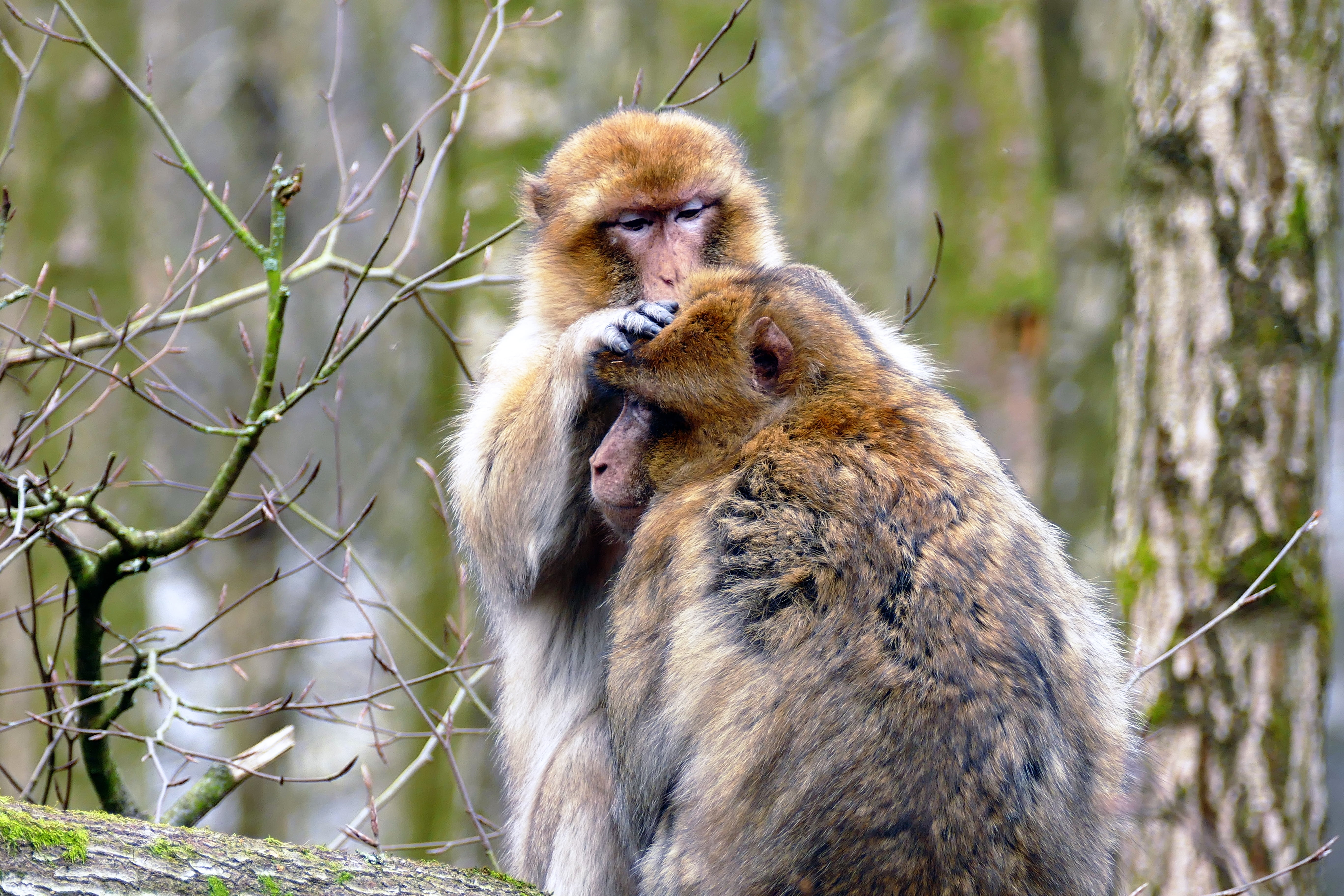 care, grooming, brown, one animal, outdoors, young animal, barbary, wildlife, wild, mammal, people, branch, macaque, ape, africa, morocco, monkey, tree, HD Wallpaper