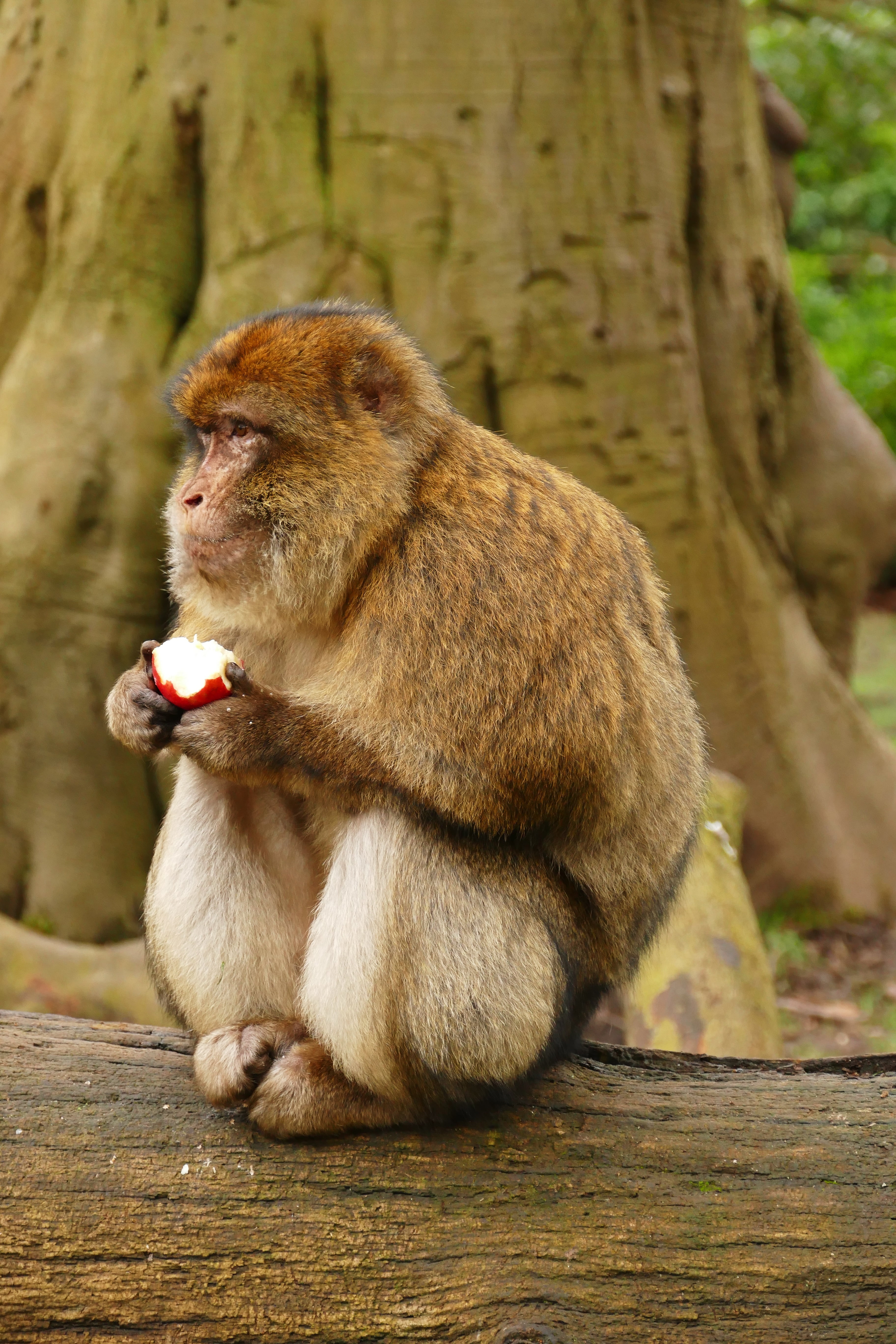 animals in the wild, morocco, food, day, sylvanus, no people, cute, macaca, animal themes, 5K, vertebrate, barbary macaque, barbary, focus on foreground, Phone HD Wallpaper