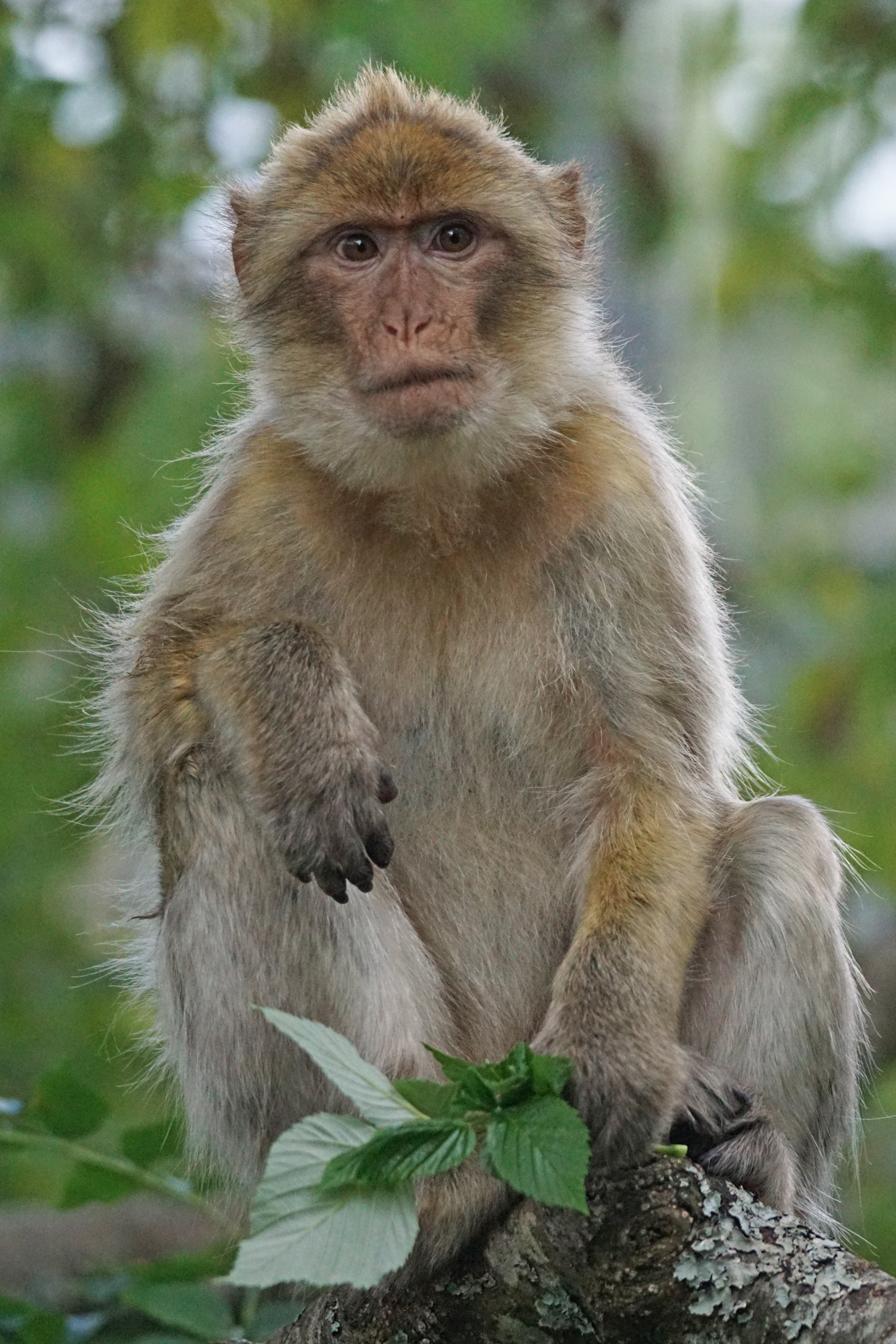 macaca sylvanus, day, mammal, primate, morocco, gibraltar, people, one animal, primates, vertebrate, looking at camera, sitting, black forest park, mountains, Phone HD Wallpaper