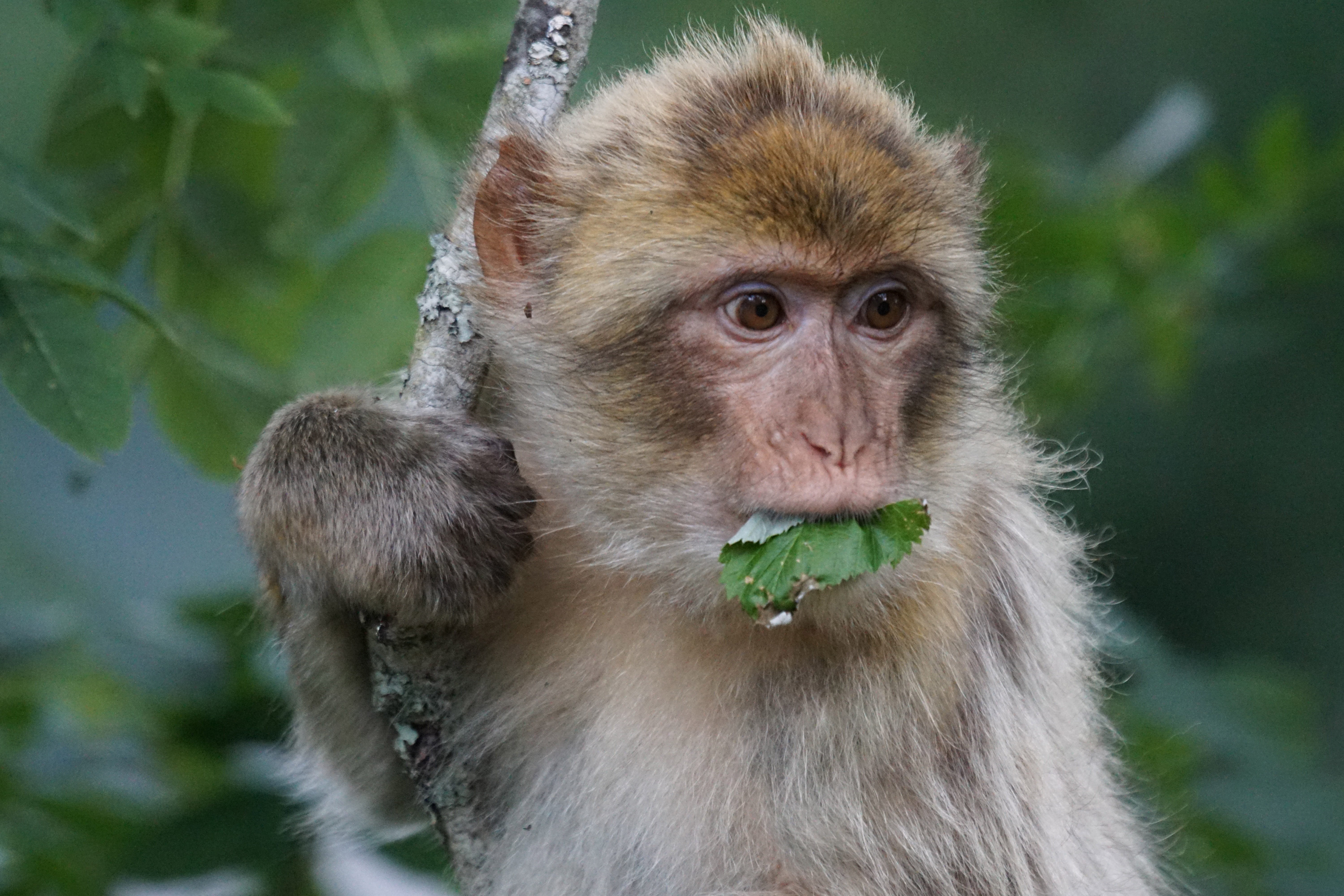 morocco, portrait, monkey, outdoors, gibraltar, vertebrate, animal wildlife, löffingen, day, algeria, plant, animals in the wild, Old World Monkey, Primates, HD Wallpaper