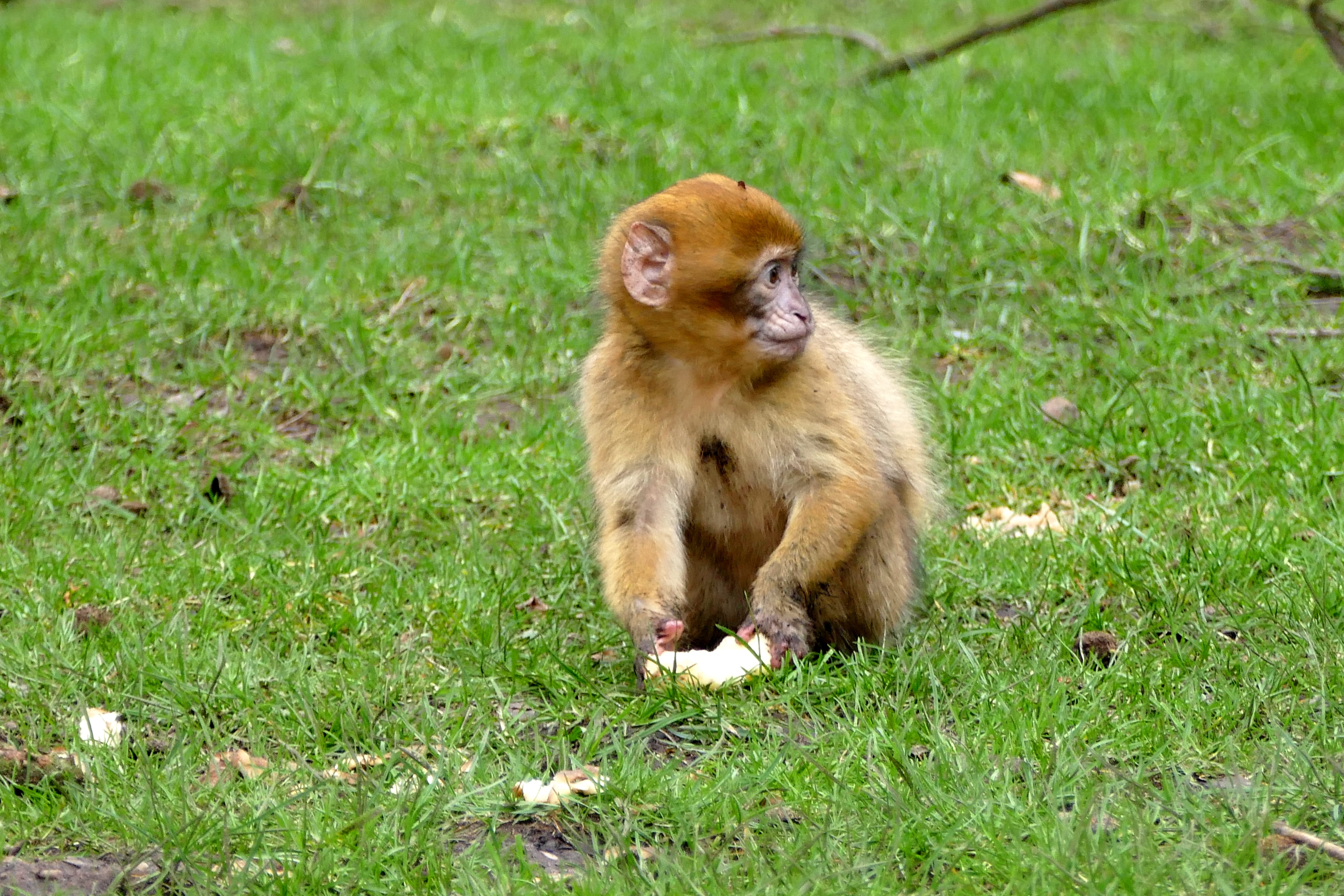 natural, one animal, Cute, land, primate, zoo, no people, macaca, juvenile, outdoors, Animal, sylvanus, infant, morocco, sitting, young, Monkey, Mammal, HD Wallpaper