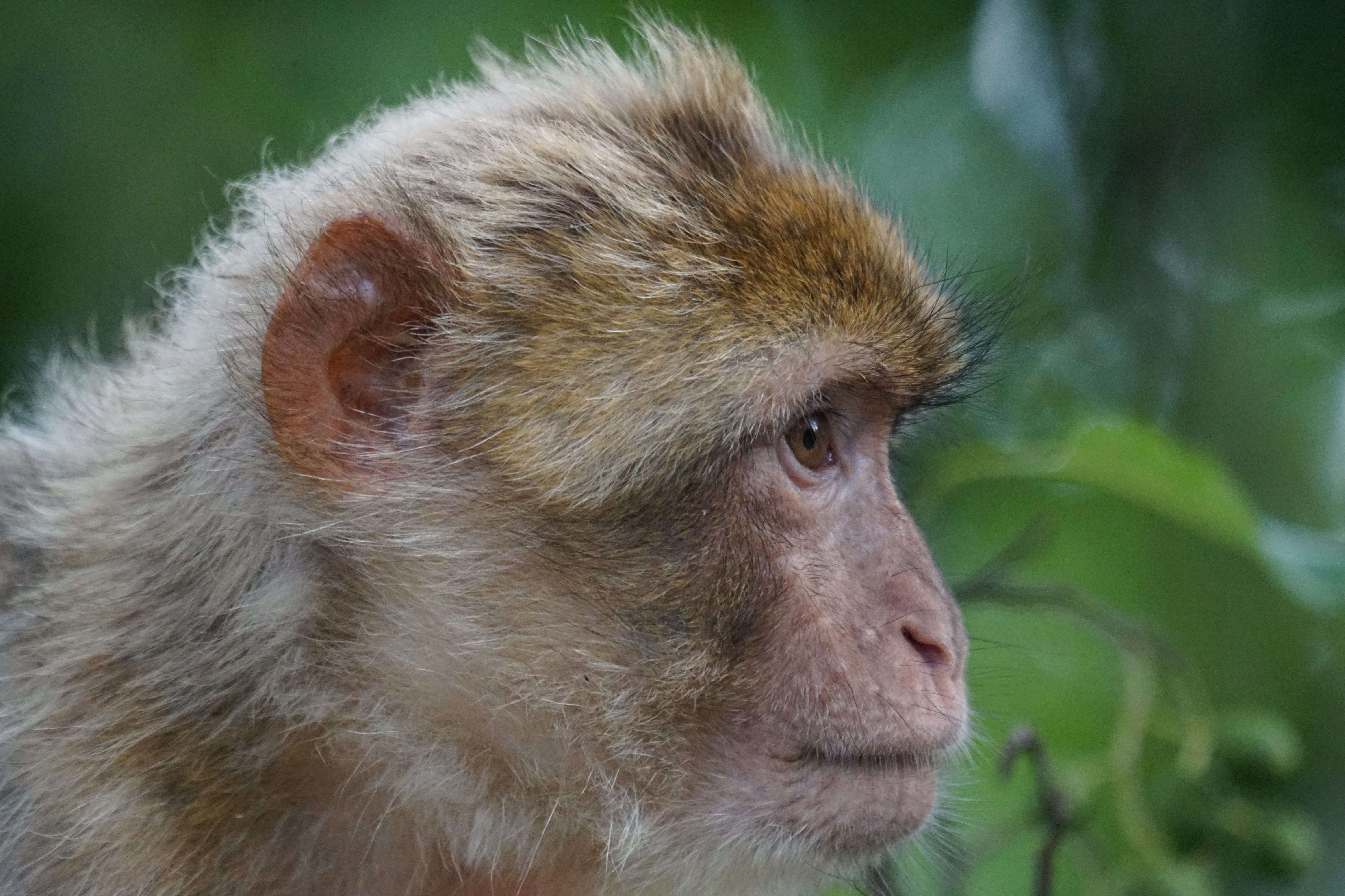 5K, mountains, one animal, looking, animal themes, Primates, baboon, löffingen, omnivore, no people, portrait, animal wildlife, pavia like, animal hair, HD Wallpaper