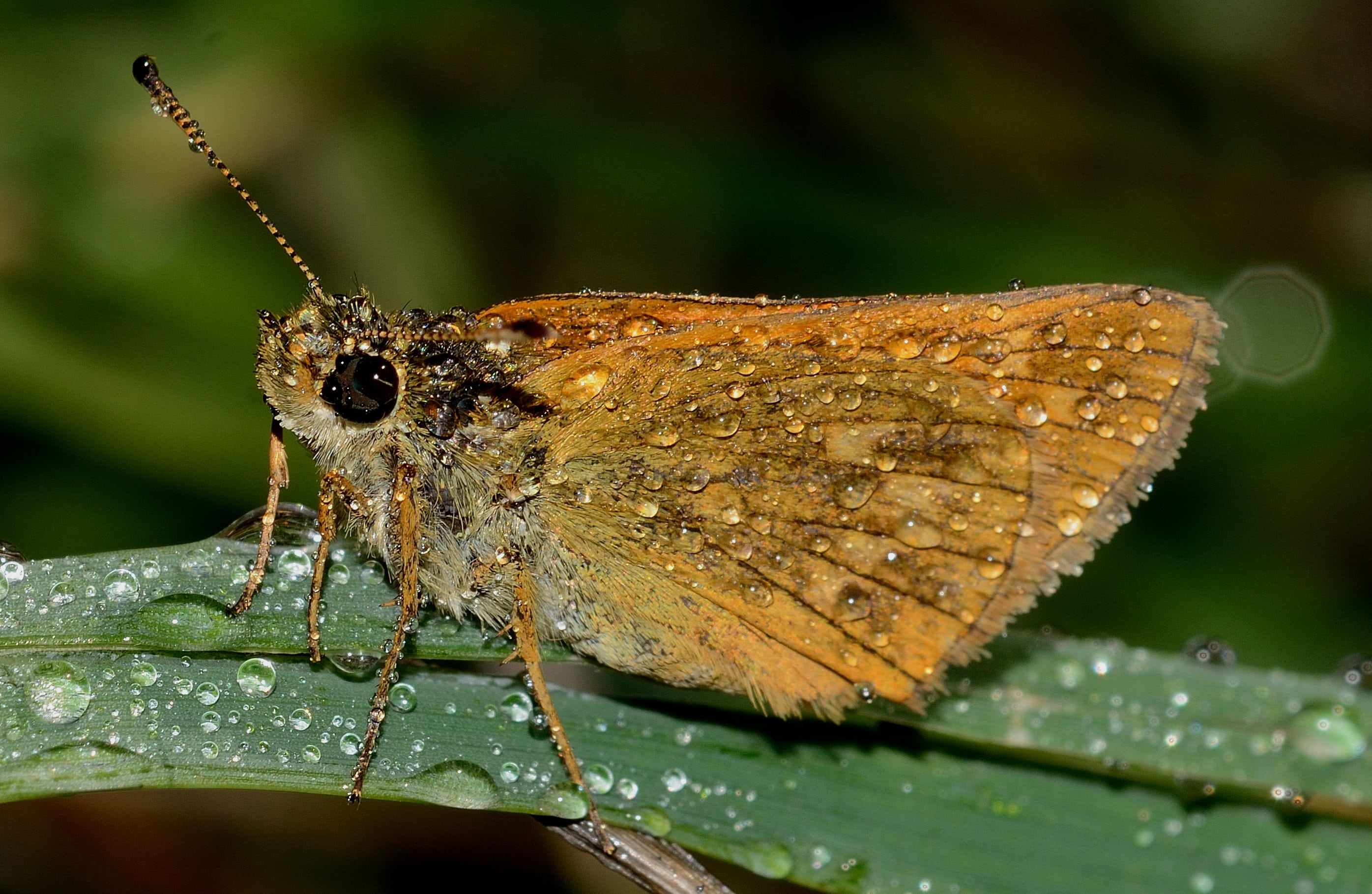 stem, invertebrate, no people, extreme close-up, close-up, beauty in nature, ochlodes, ali, butterfly, 2K, animal, animal eye, one animal, animal Wing, HD Wallpaper
