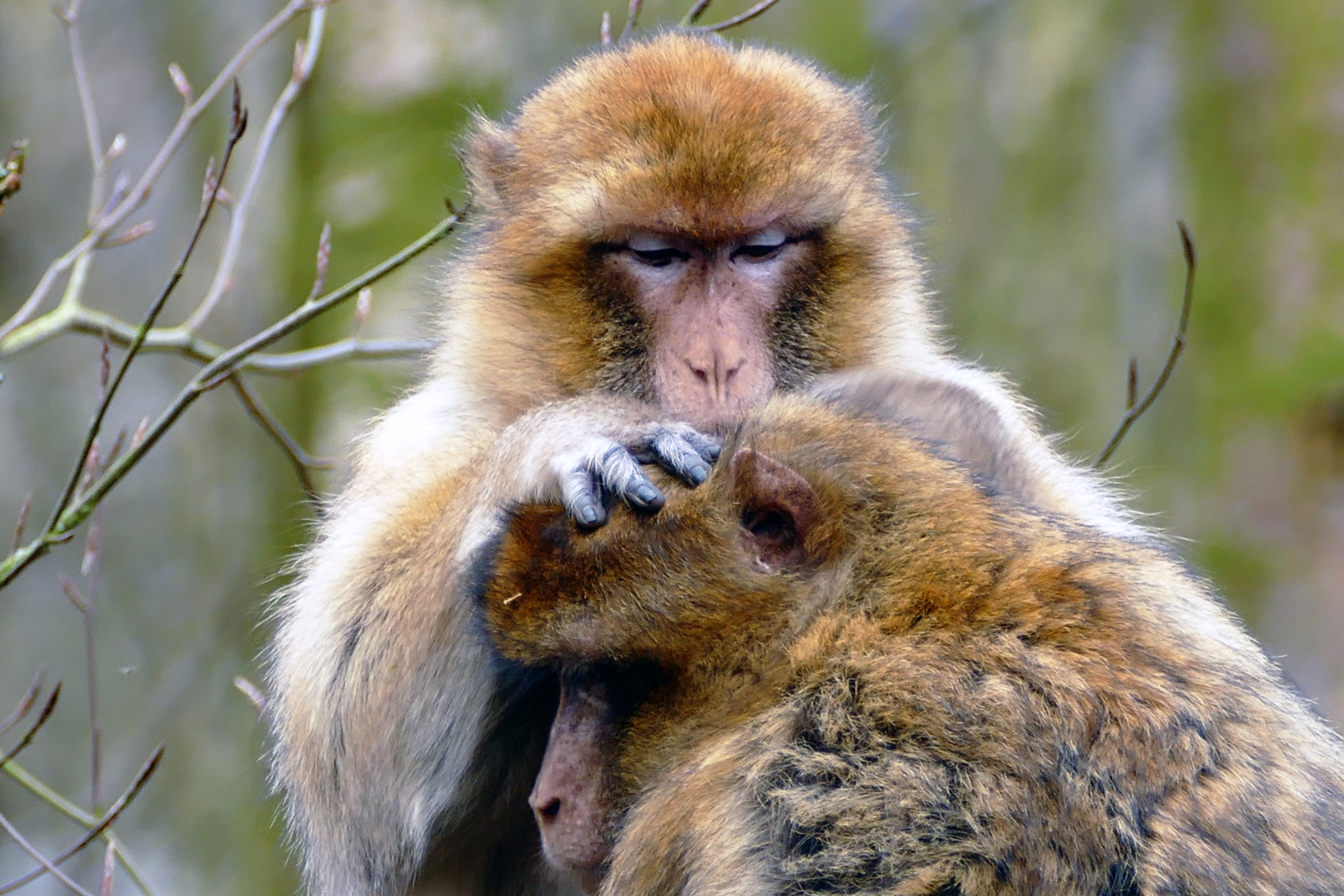 focus on foreground, sylvanus, portrait, day, mammal, primate, care, monkey, animal wildlife, baboon, zoo, wildlife, brown, animal, barbary, looking at camera, HD Wallpaper