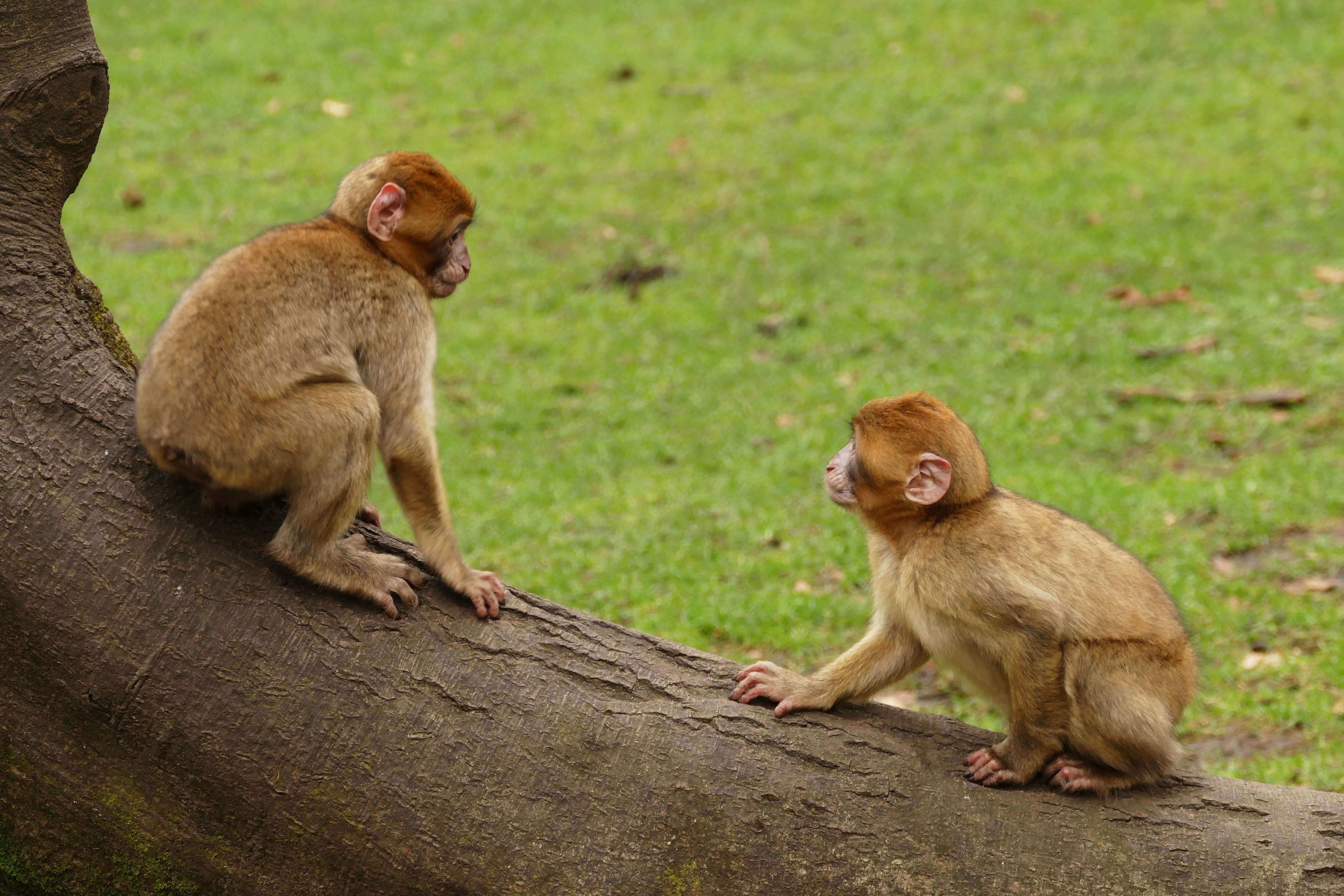 natural, nature, people, macaca, monkey, infant, day, africa, primate, juvenile, young animal, barbary macaque, group of animals, animal themes, barbary, HD Wallpaper