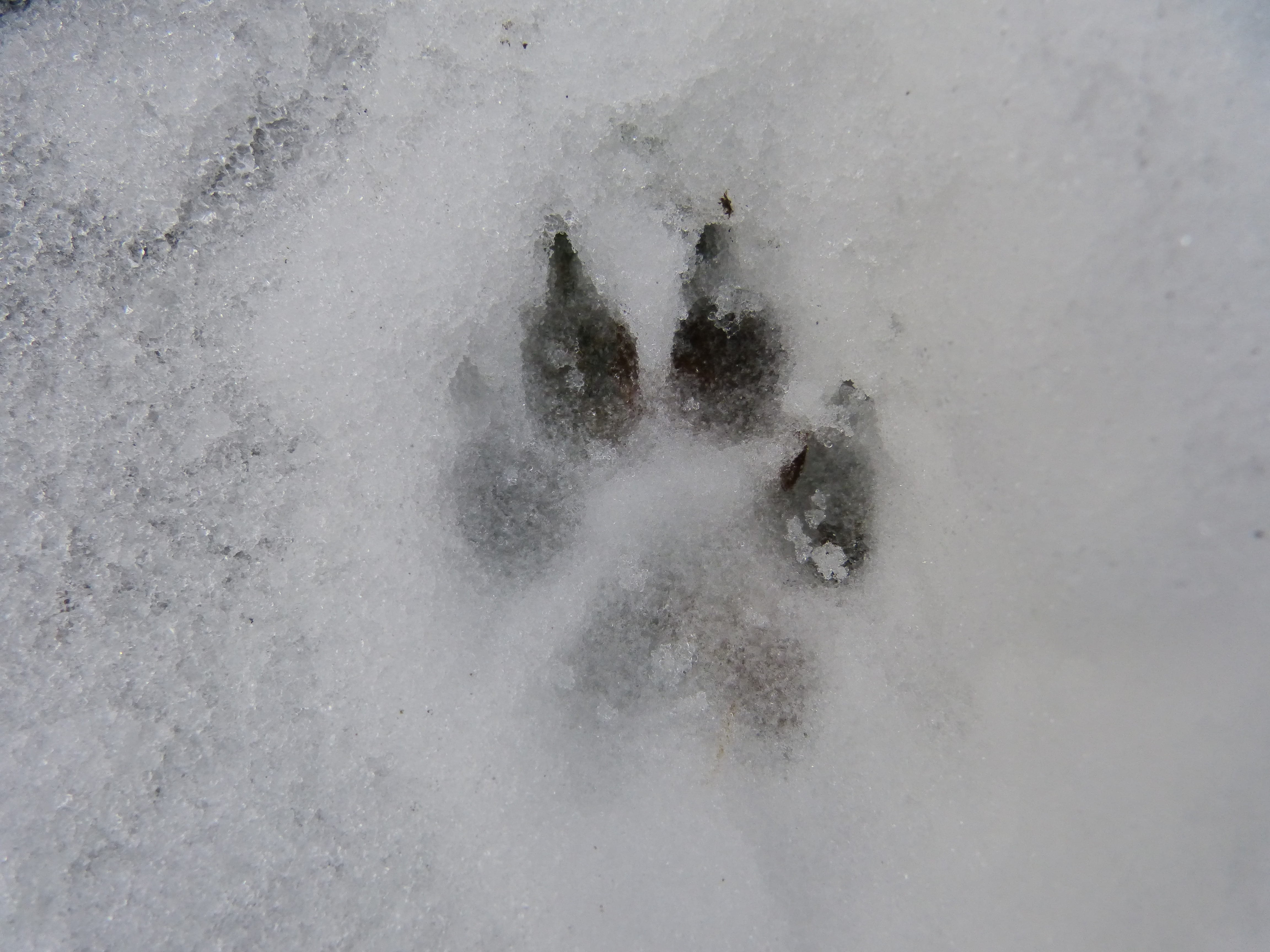beauty in nature, wolf, land, daytime, cold temperature, nature, winter, dog, snow, cold, no people, foot, track, claw, water, power in nature, power, white, HD Wallpaper