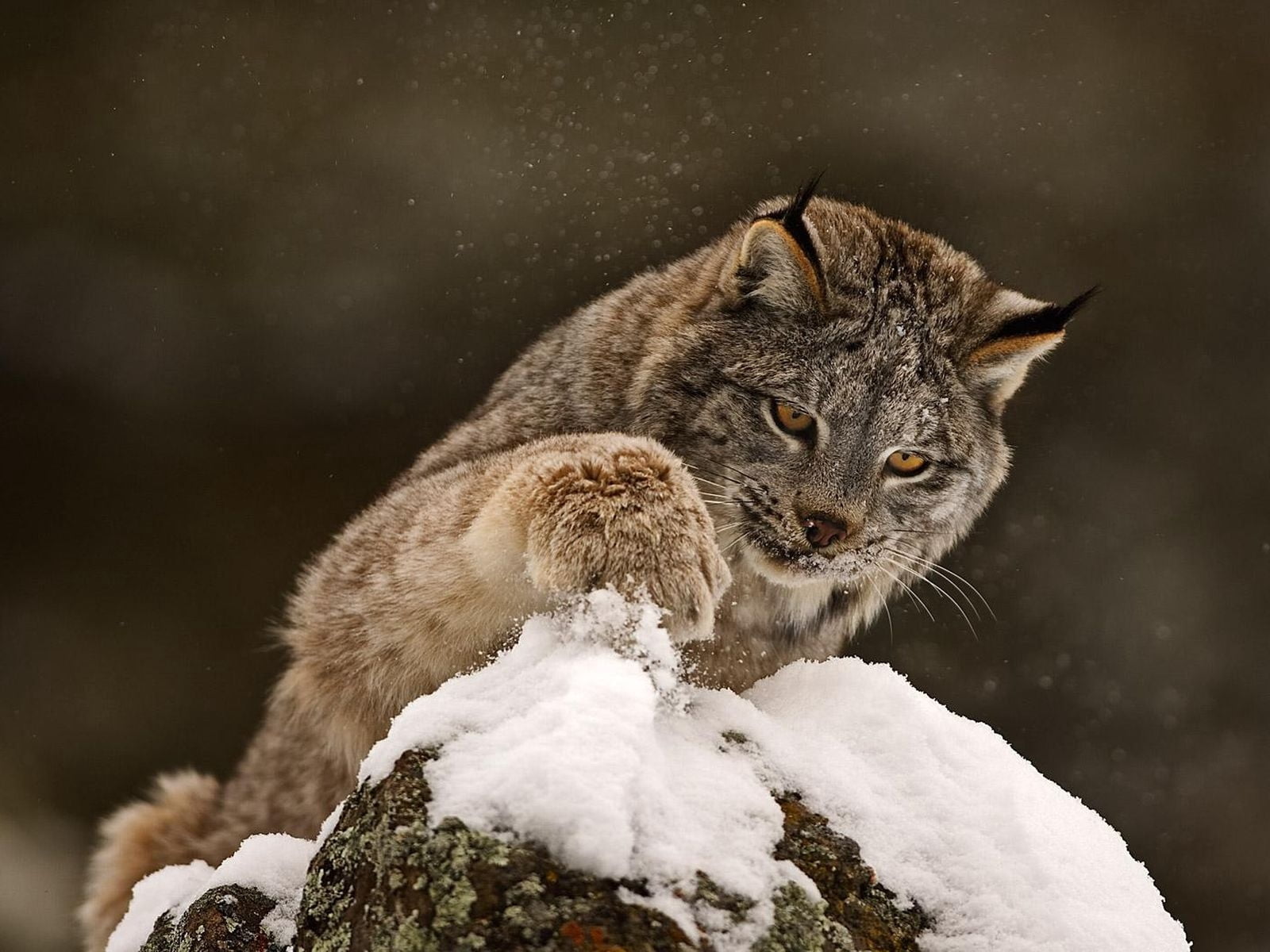 close-up, cute, brown, 720P, focus on foreground, carnivore, wildlife, curiosity, snow, two animals, one Animal, winter, young animal, no People, big cat, HD Wallpaper