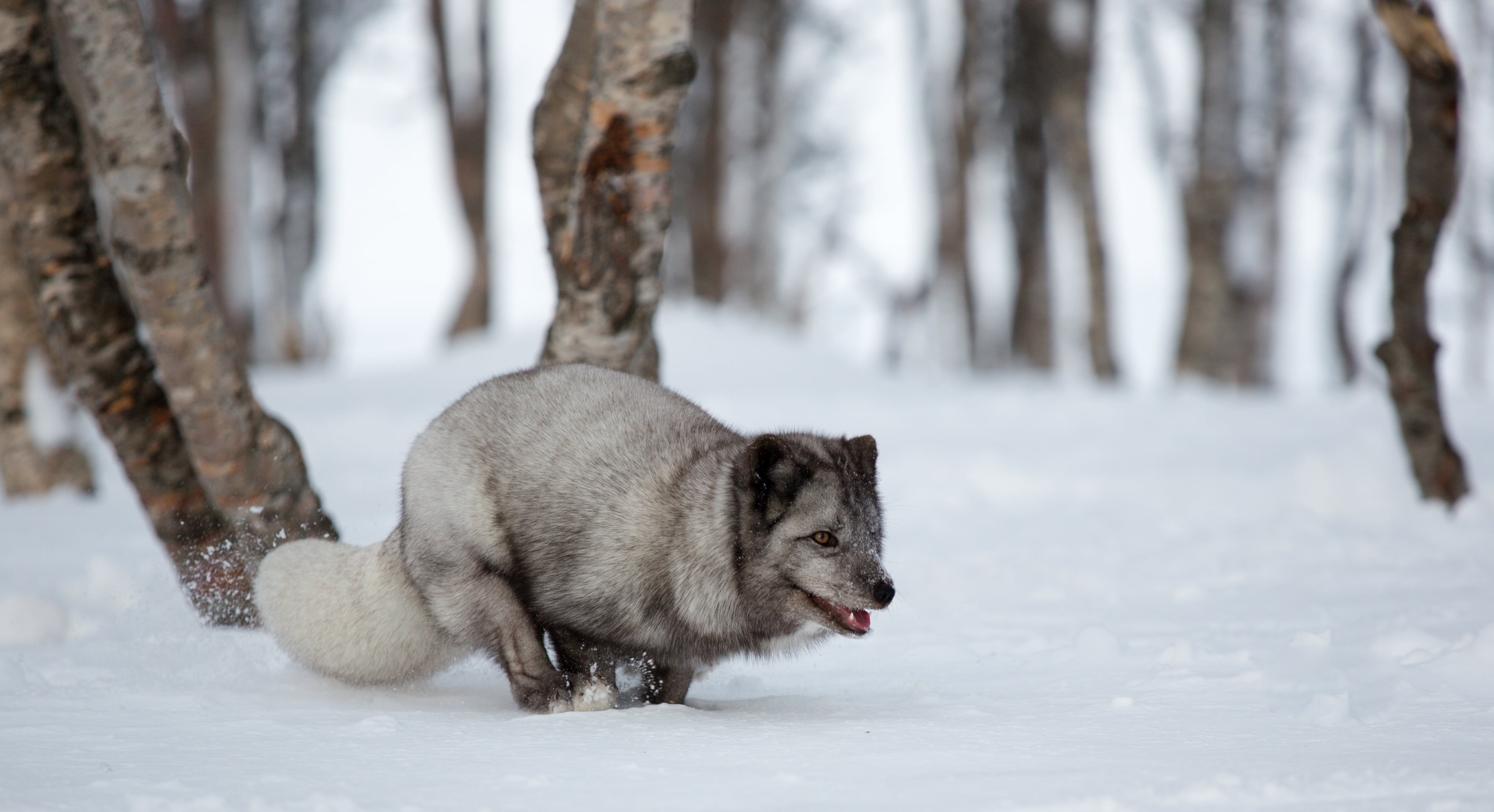 cold - Temperature, dog, no people, land, cold temperature, nature, season, day, forest, outdoors, wolf, winter, animals in the wild, animal, blue fox, HD Wallpaper