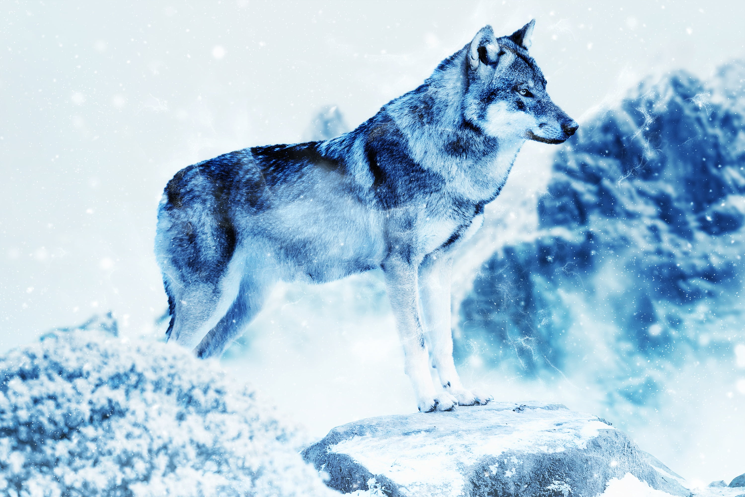 snowcapped mountain, domestic animals, canine, domestic, gray Wolf, arctic, north, wildlife, animal themes, frost, 2K, wolf, snow, outdoors, beauty In Nature, HD Wallpaper