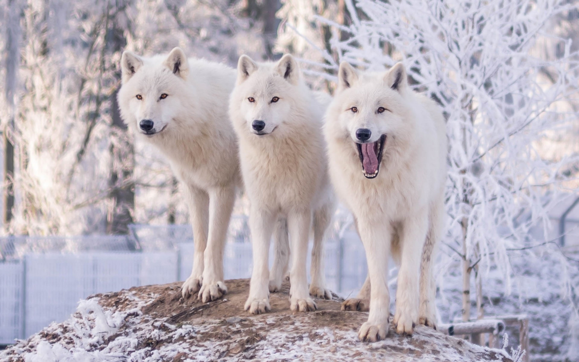 trees, frost, polar, three, nature, 1080P, zoo, snow, white, wolves, wolf, winter, HD Wallpaper