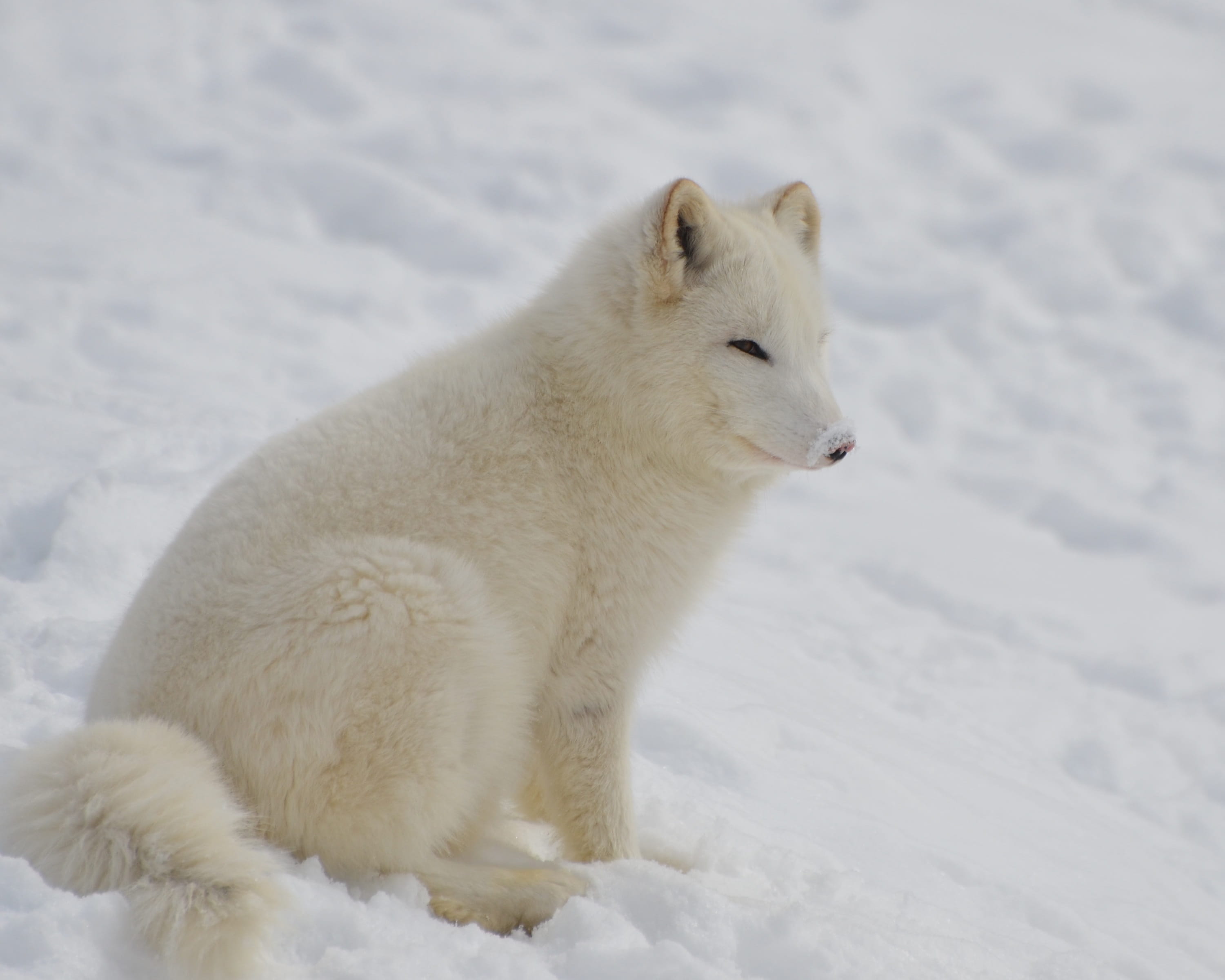 wildlife, wild, land, bed, polar bear, winter, cold, outdoors, fur, cute, snow, wolf, ice, twilight, white, 2K, legged, mammal, looking, frozen, vertebrate, HD Wallpaper