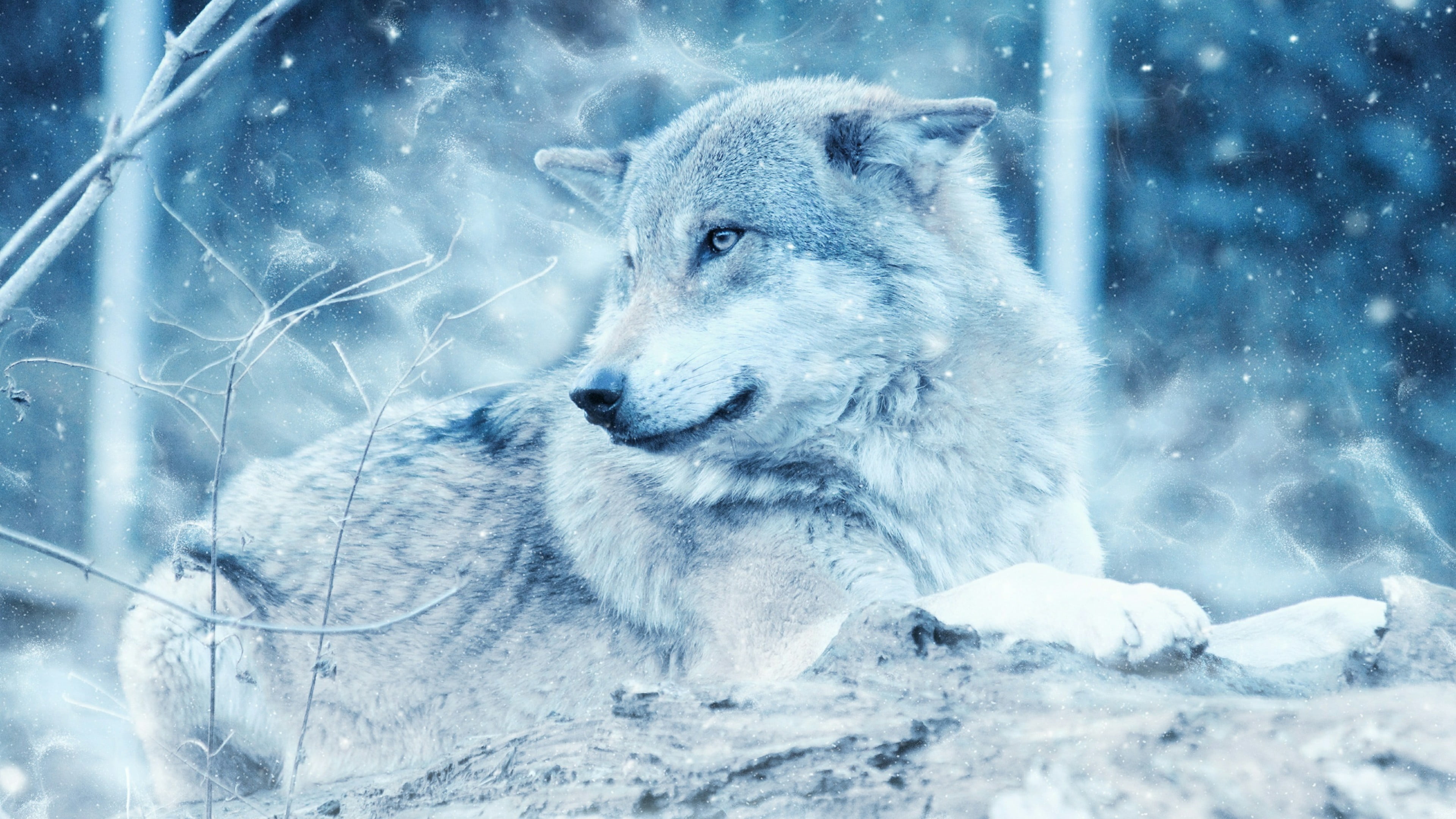 freezing, animal, animal themes, ice, animals in the wild, no people, arctic, frozen, animal wildlife, looking, wildlife, winter, sky, vertebrate, nature, HD Wallpaper