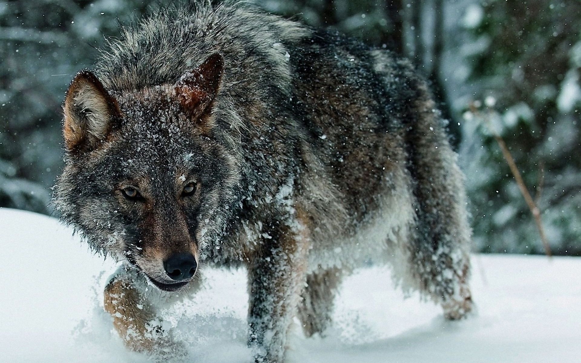 forest, fur, one Animal, cold - Temperature, natural Beauty, animal wildlife, animal, cold temperature, snow, wolf, vertebrate, close-up, canine, 1080P, HD Wallpaper