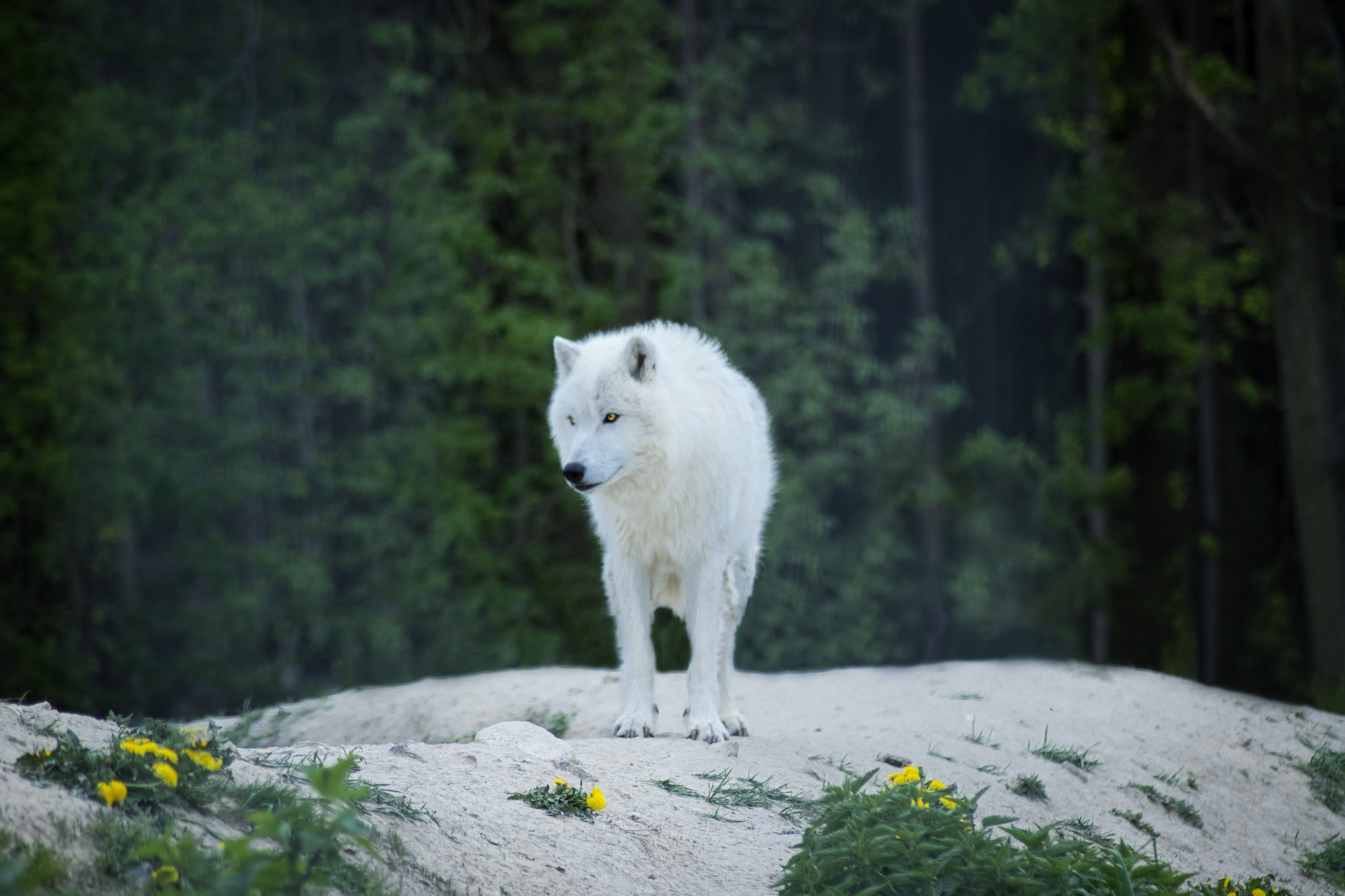 day, wolf, season, plant, landscape, trees, tree, wild, icy, scenic, wildlife, frosty, white color, animal, grass, land, 5K, winter landscape, animals in the wild, HD Wallpaper
