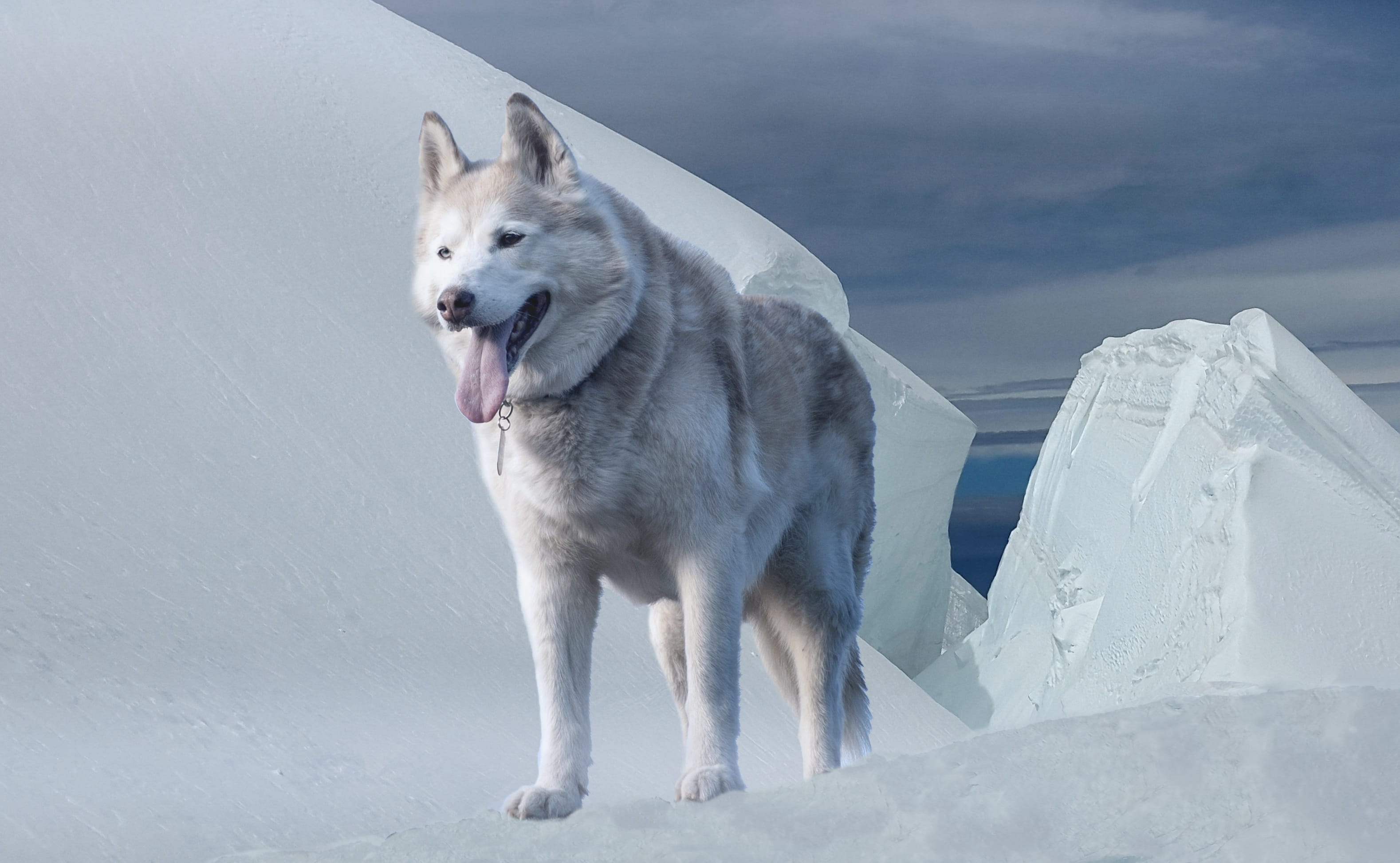 pets, sled dog, Ice, Dog, frost, glacier, siberian, Husky, domestic animals, white color, animal themes, animal mouth, domestic, frosty, snow, no people, HD Wallpaper
