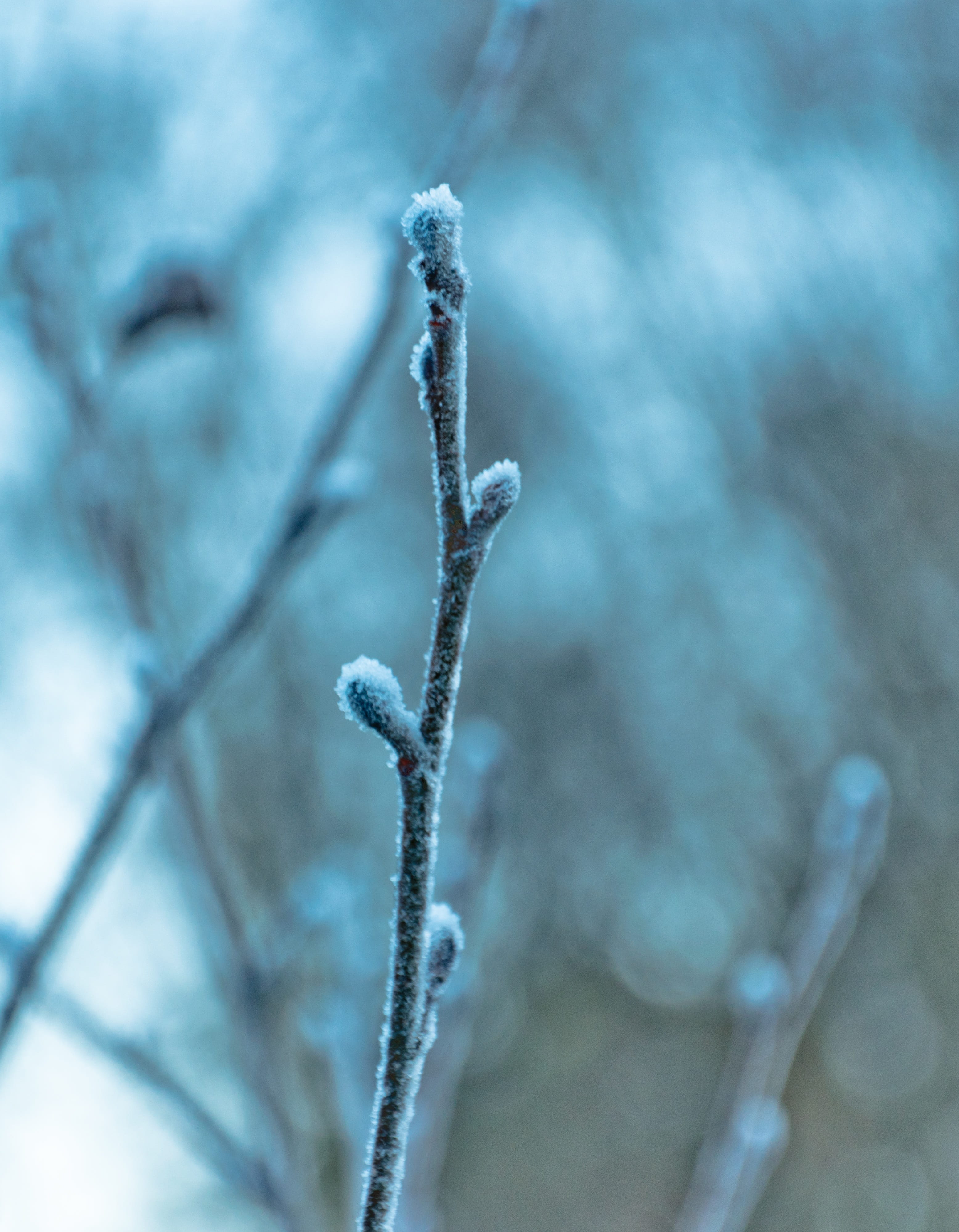 frosty, pussy willow, no people, landscape, furry, wildlife, selective focus, growth, focus on foreground, tree, wolf, day, stick, eiskristalle, plant stem, Phone HD Wallpaper