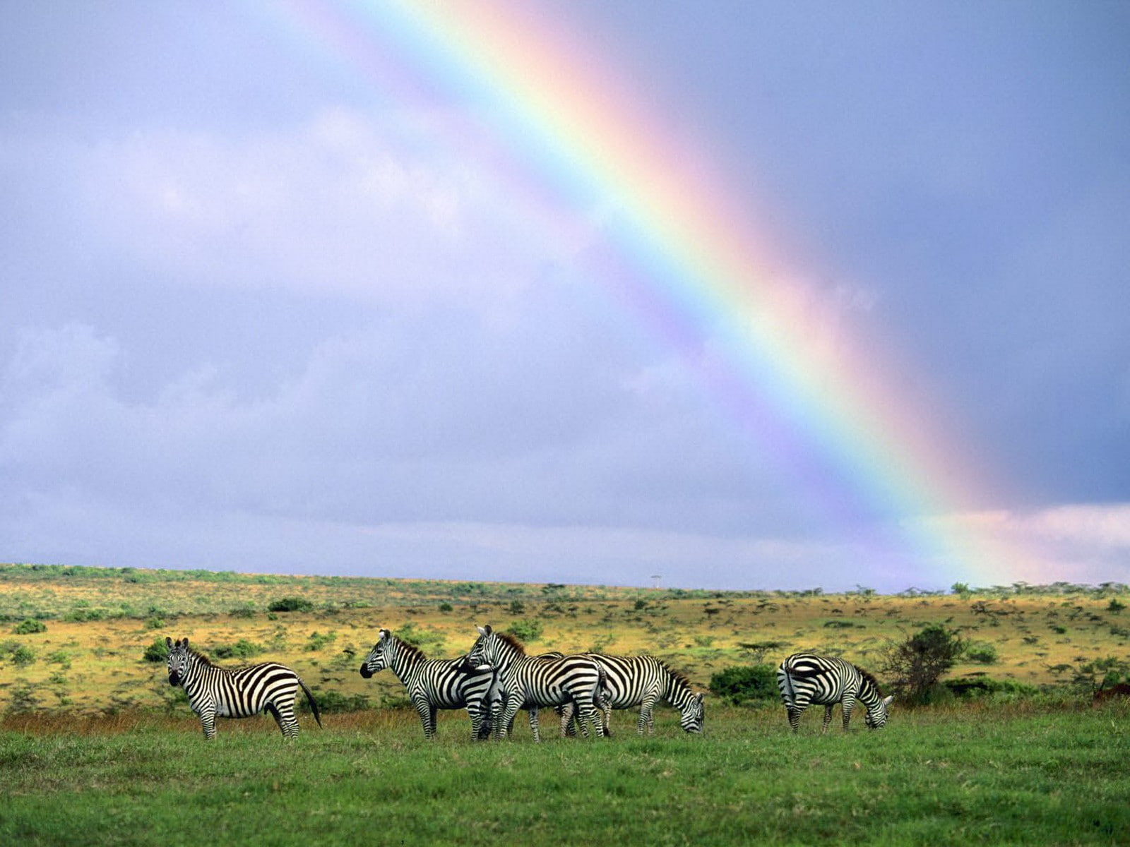 rainbows, plains, grass, zebras, 720P, Africa, field, savannah, HD Wallpaper