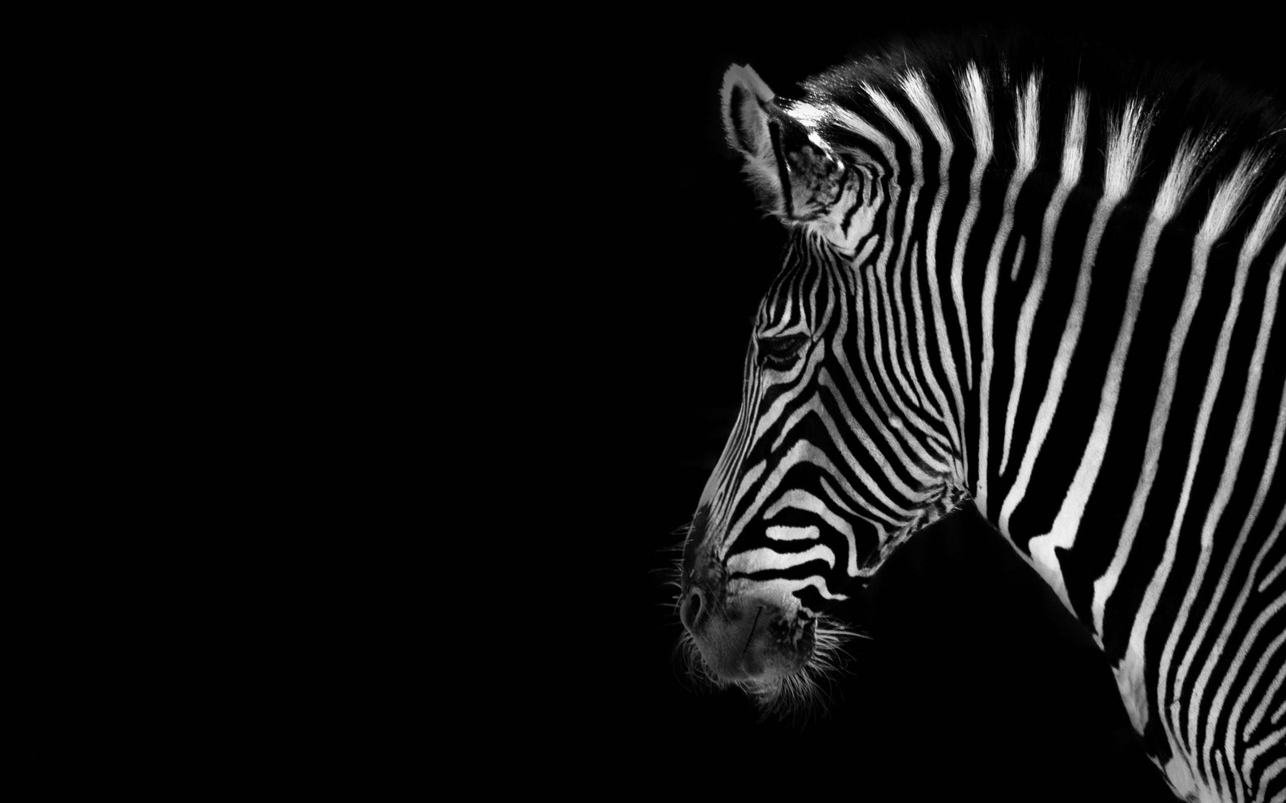 pattern, safari Animals, profile view, animals In The Wild, natural Pattern, herbivorous, nature, black background, black And White, wildlife, animal themes, HD Wallpaper